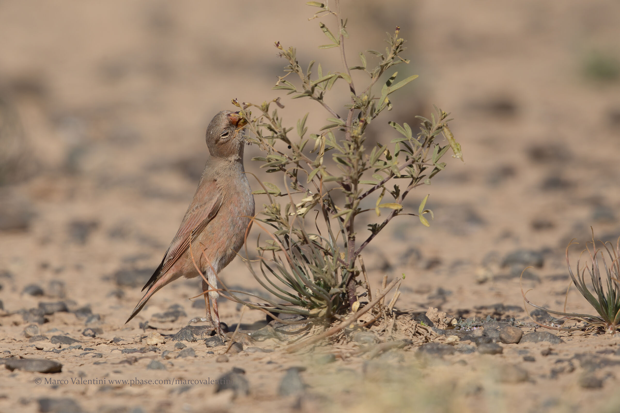 The search for food - 2