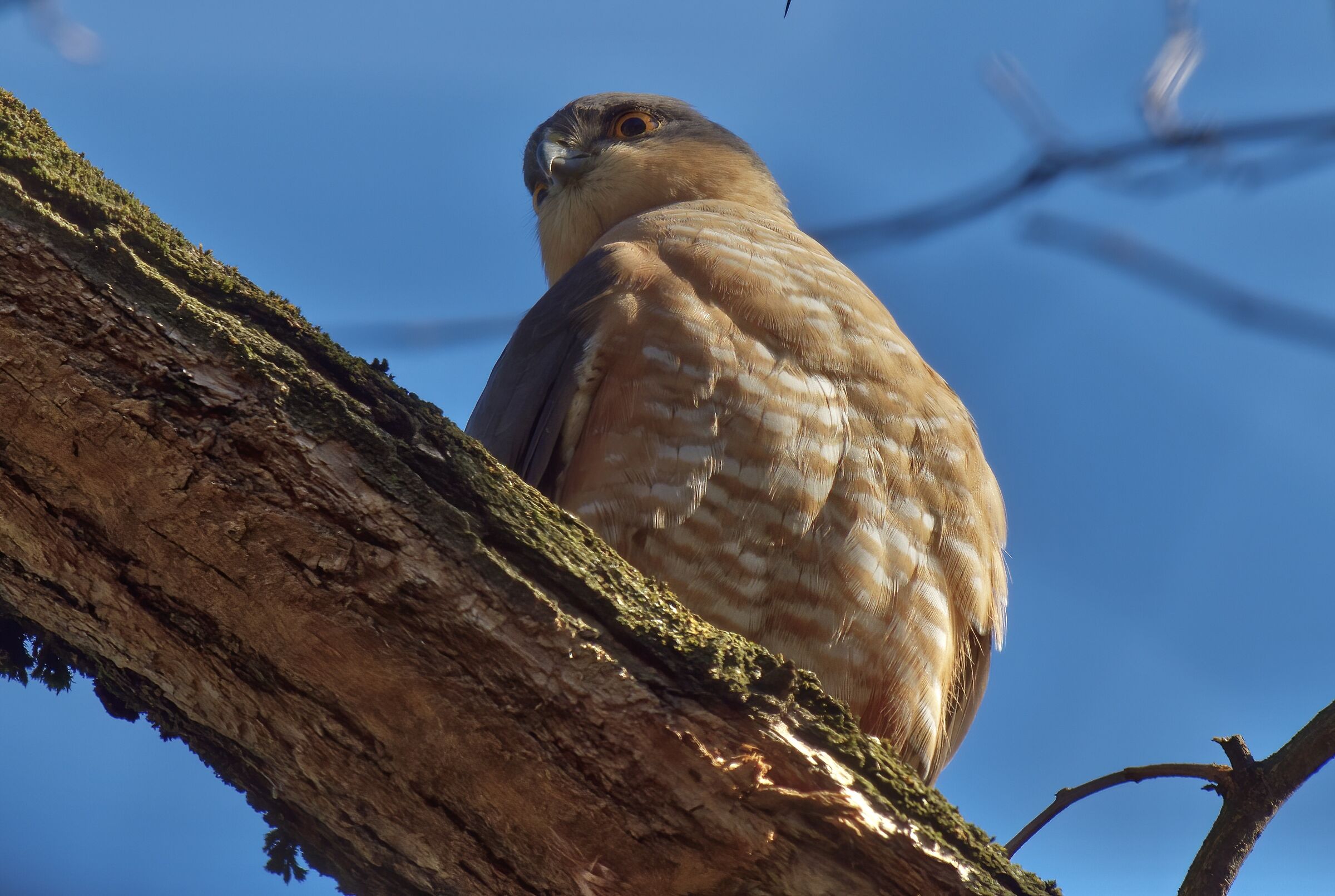 Portrait of a Sparrow