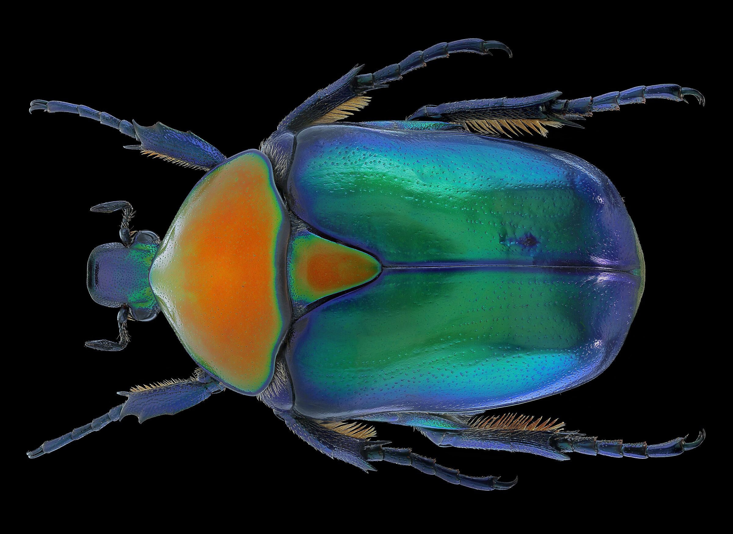 Cetonischema speciosa jousselini