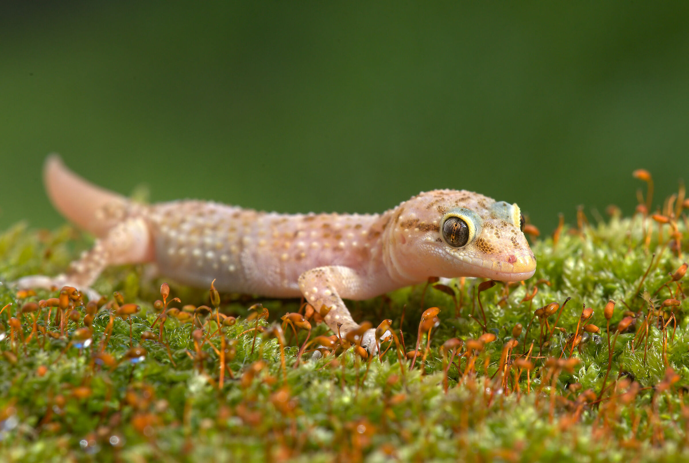Wart gecko