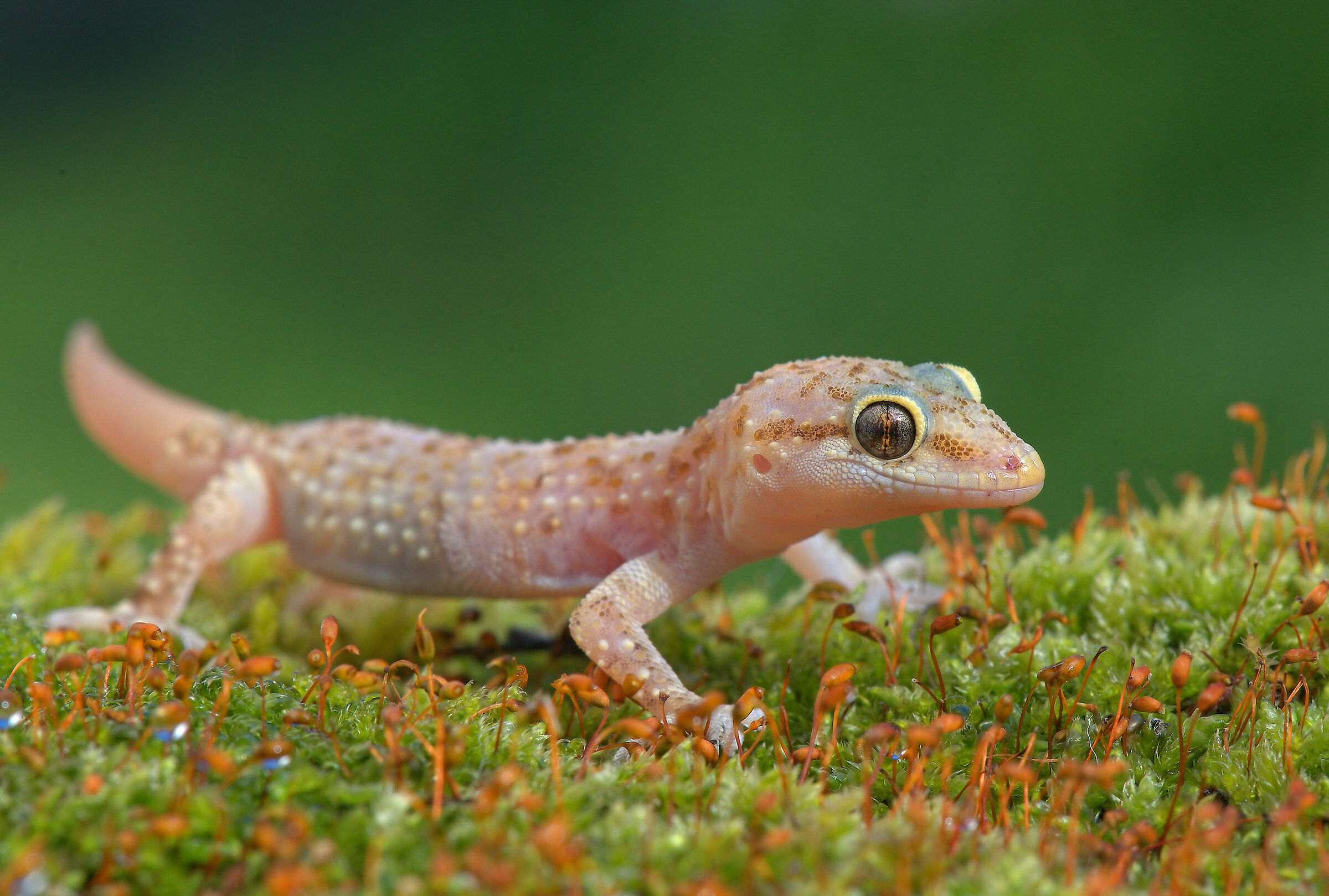Wart gecko
