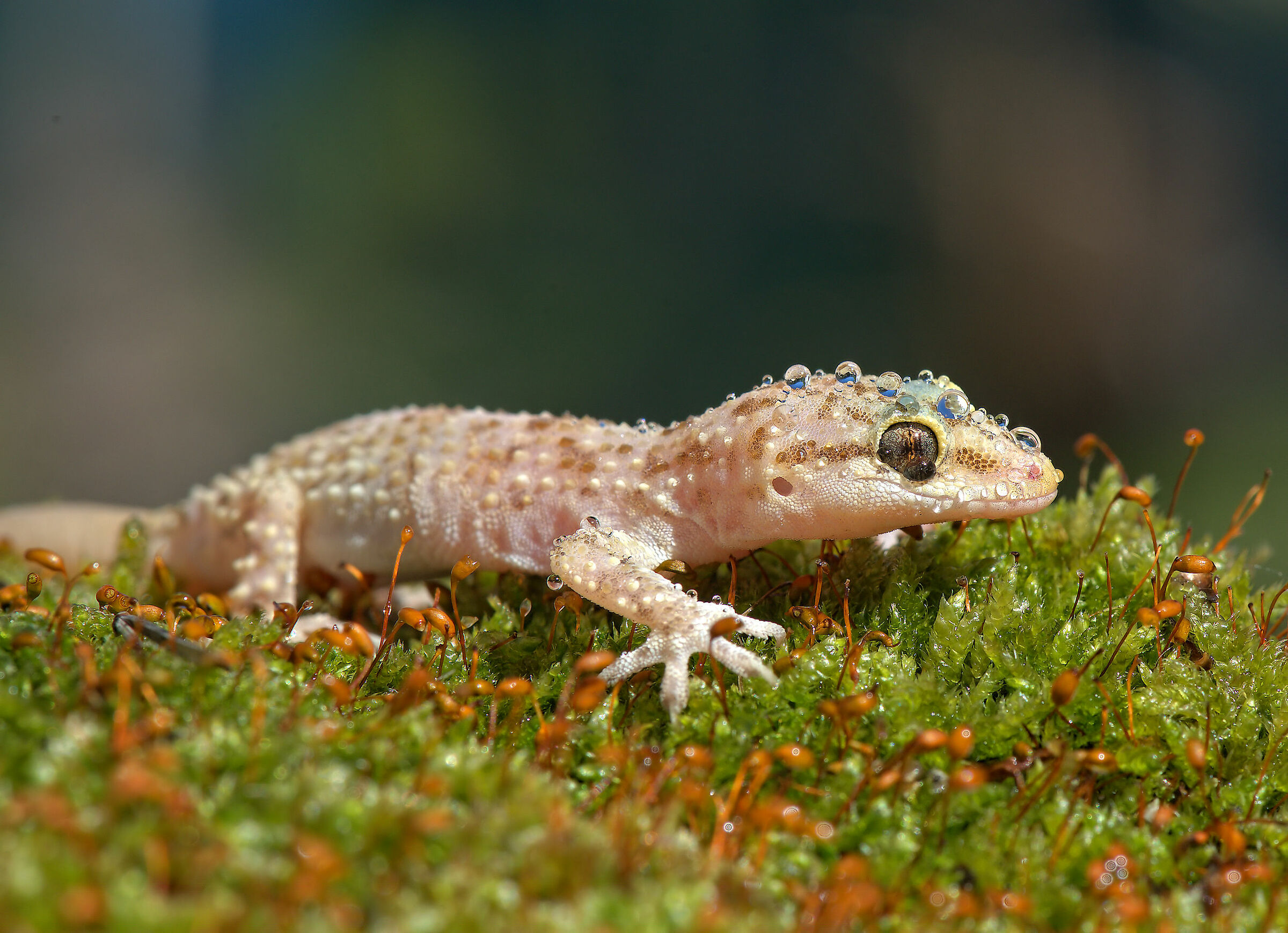 Wart gecko