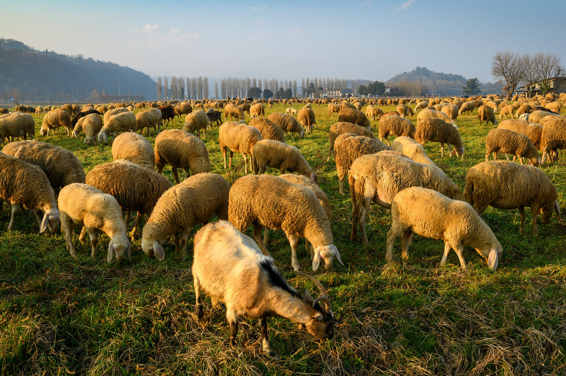 Gregge towards evening