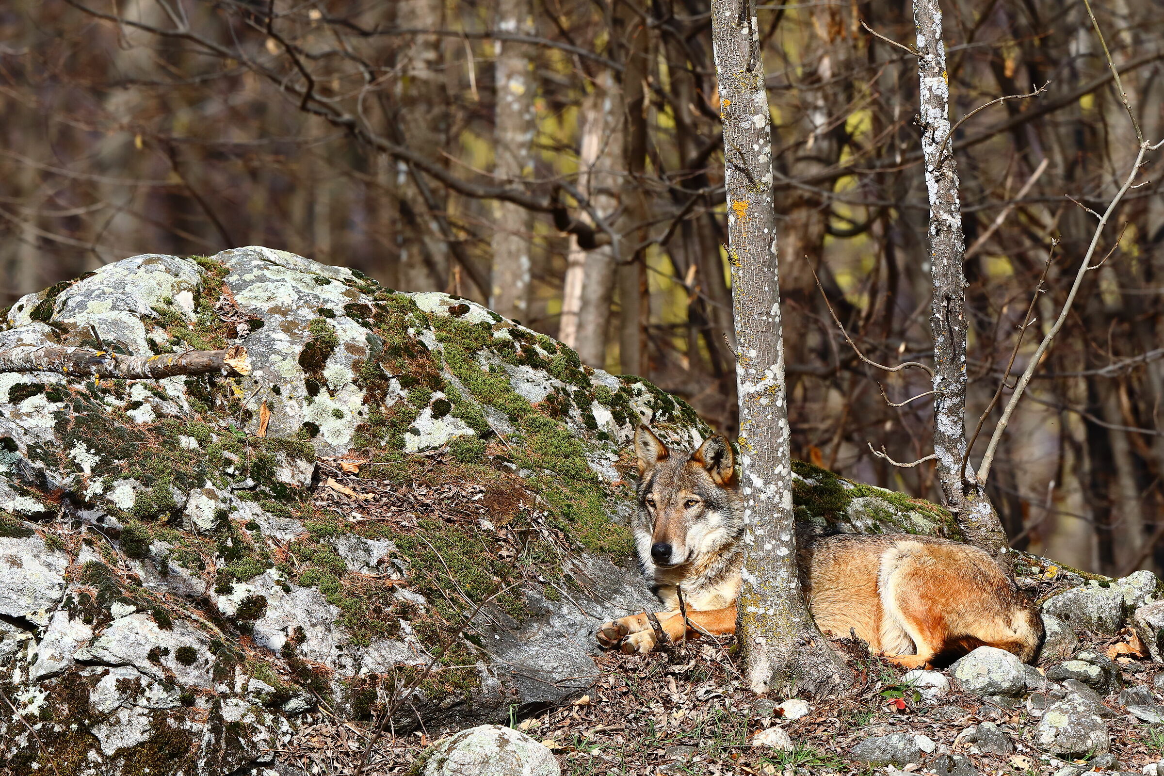 Lupo , come vorrei uscire da quà