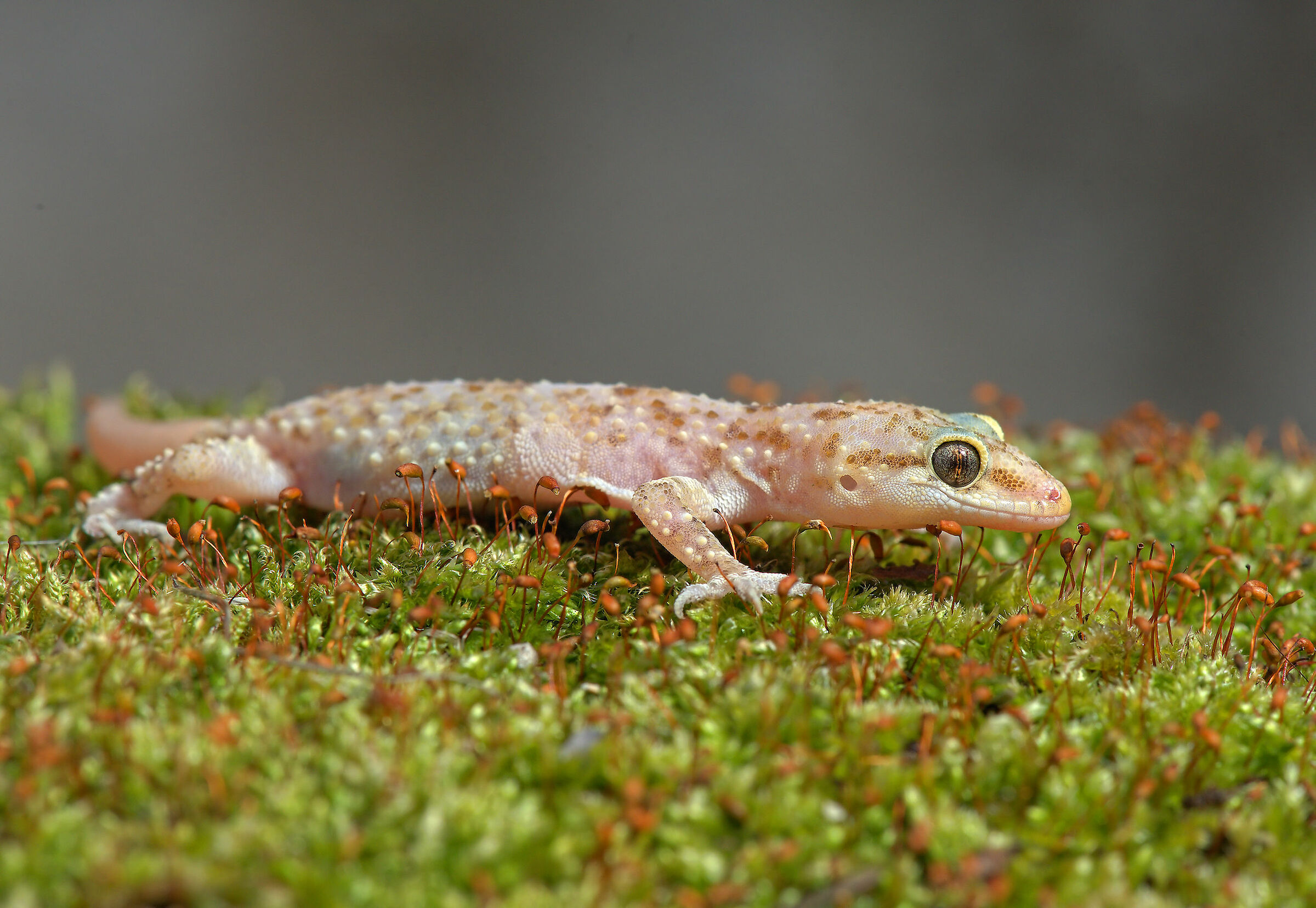 Wart gecko