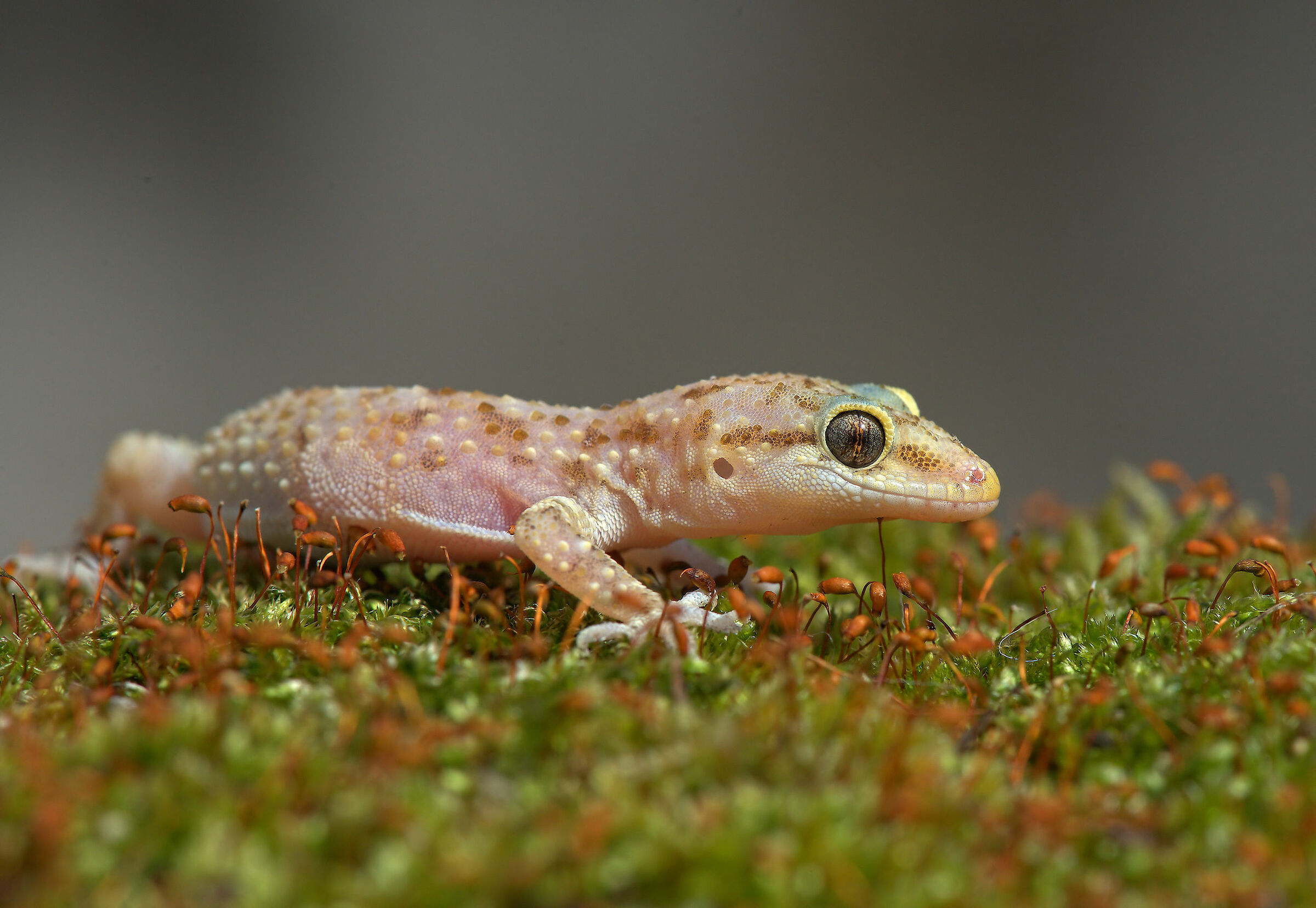 Wart gecko