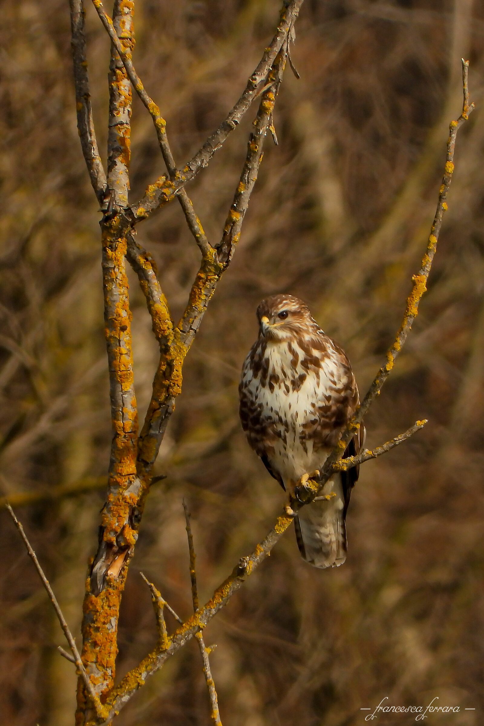Poiana (Buteo Buteo)