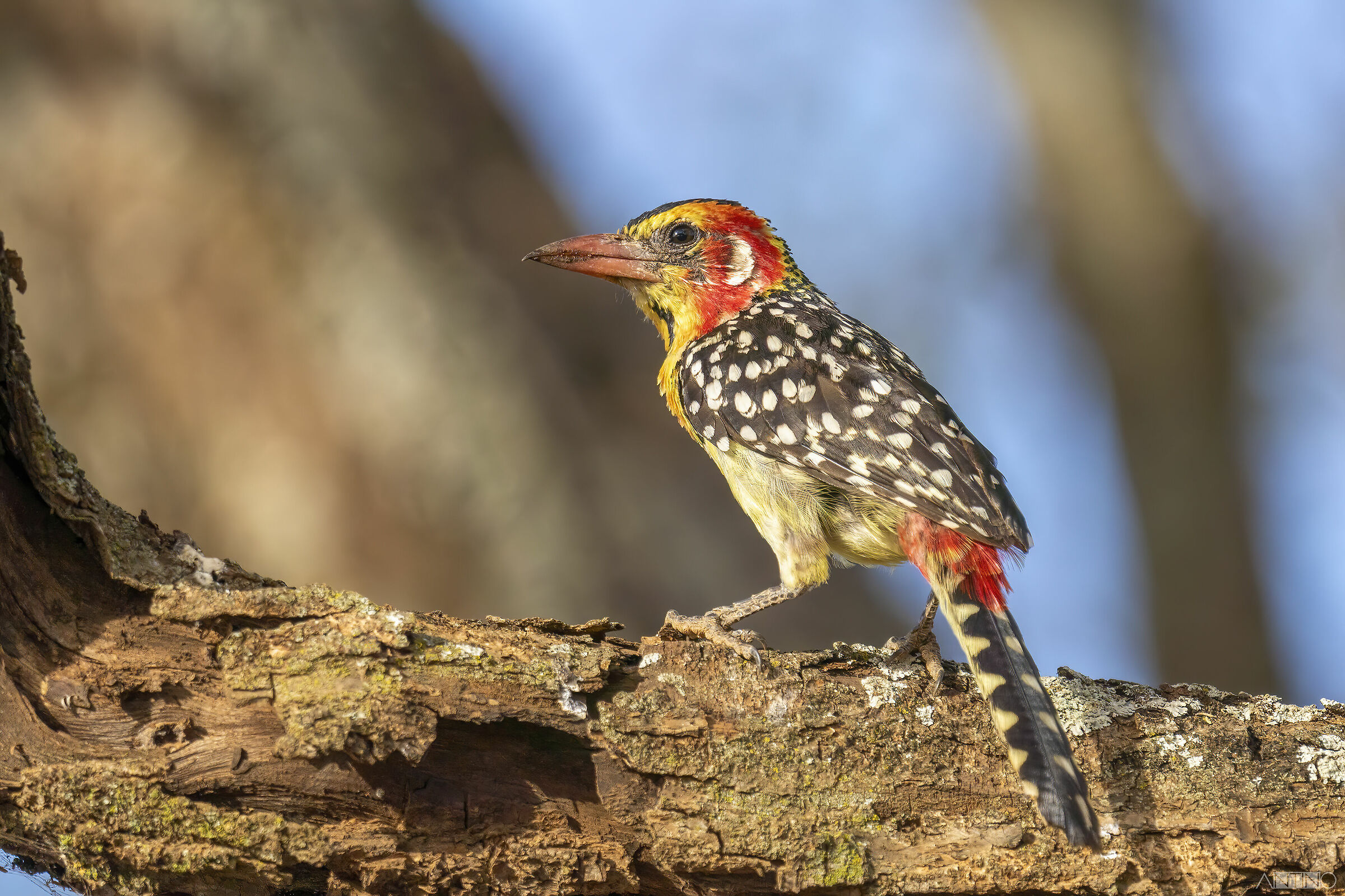 Barbuto testarossa (Red-and-yellow barbet)