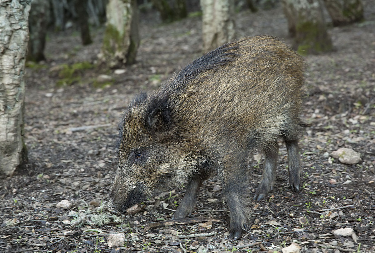 brad pitt o raul bova