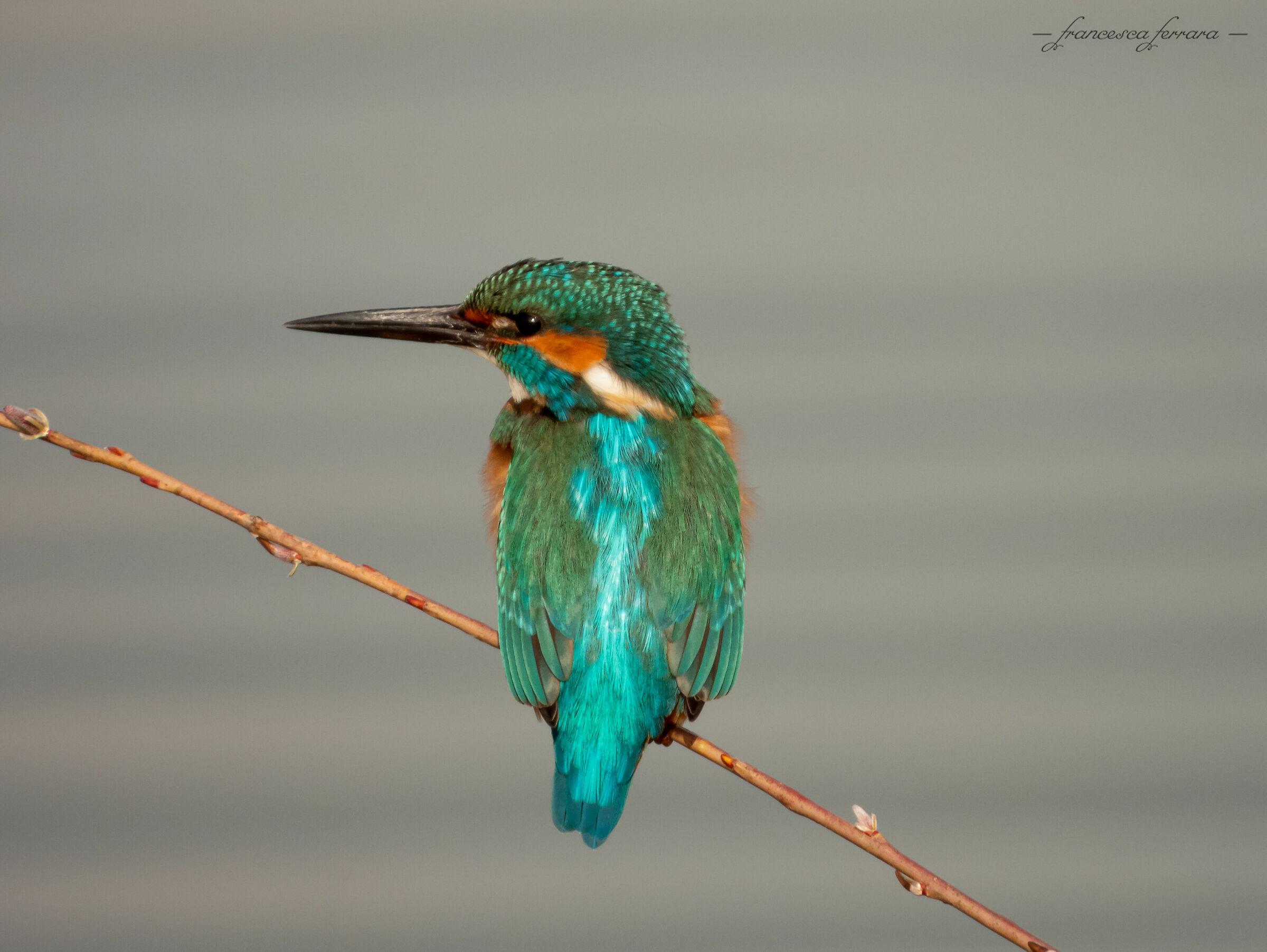 Martin Pescatore (Alcedo Atthis)_2