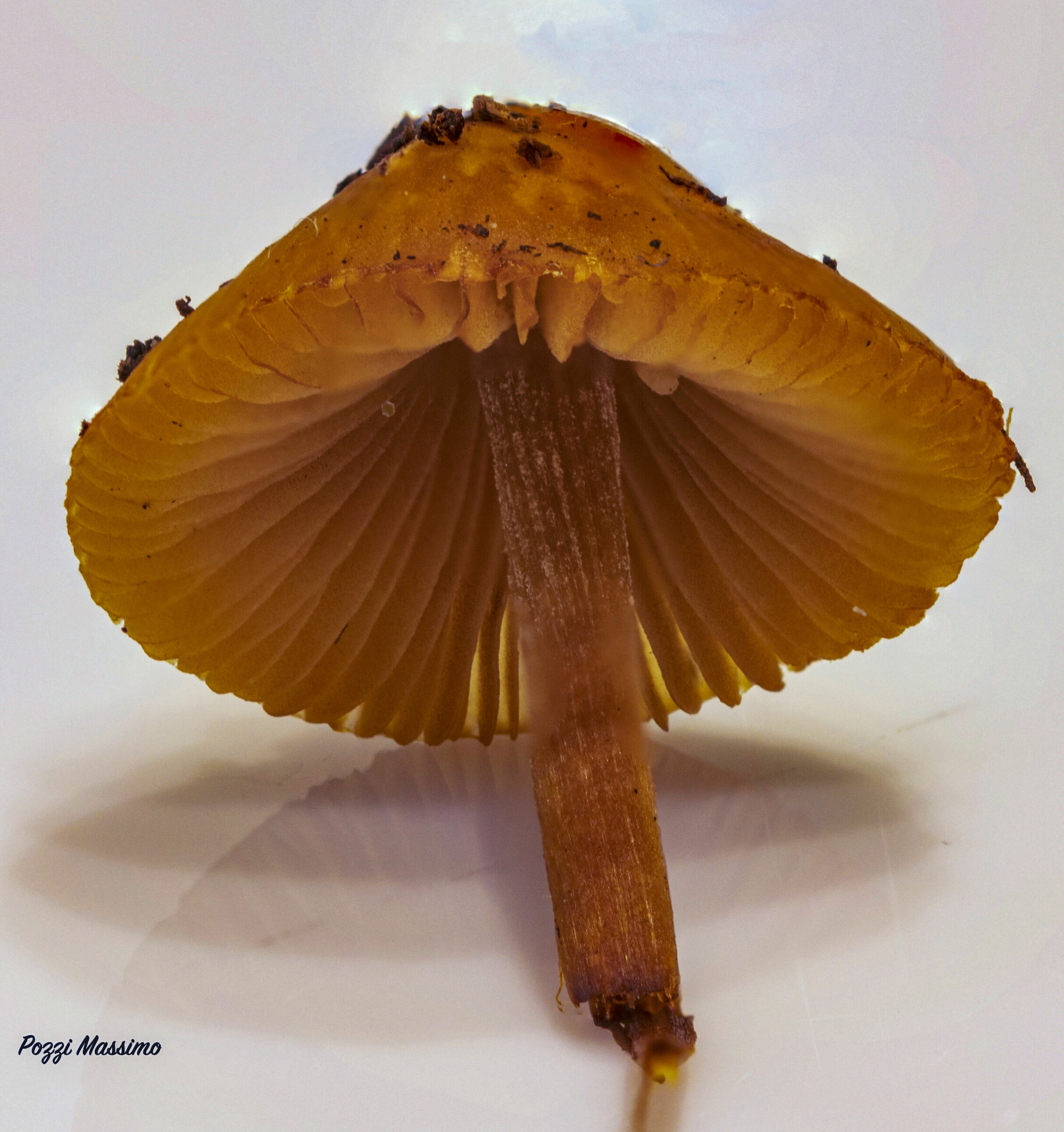 mushroom