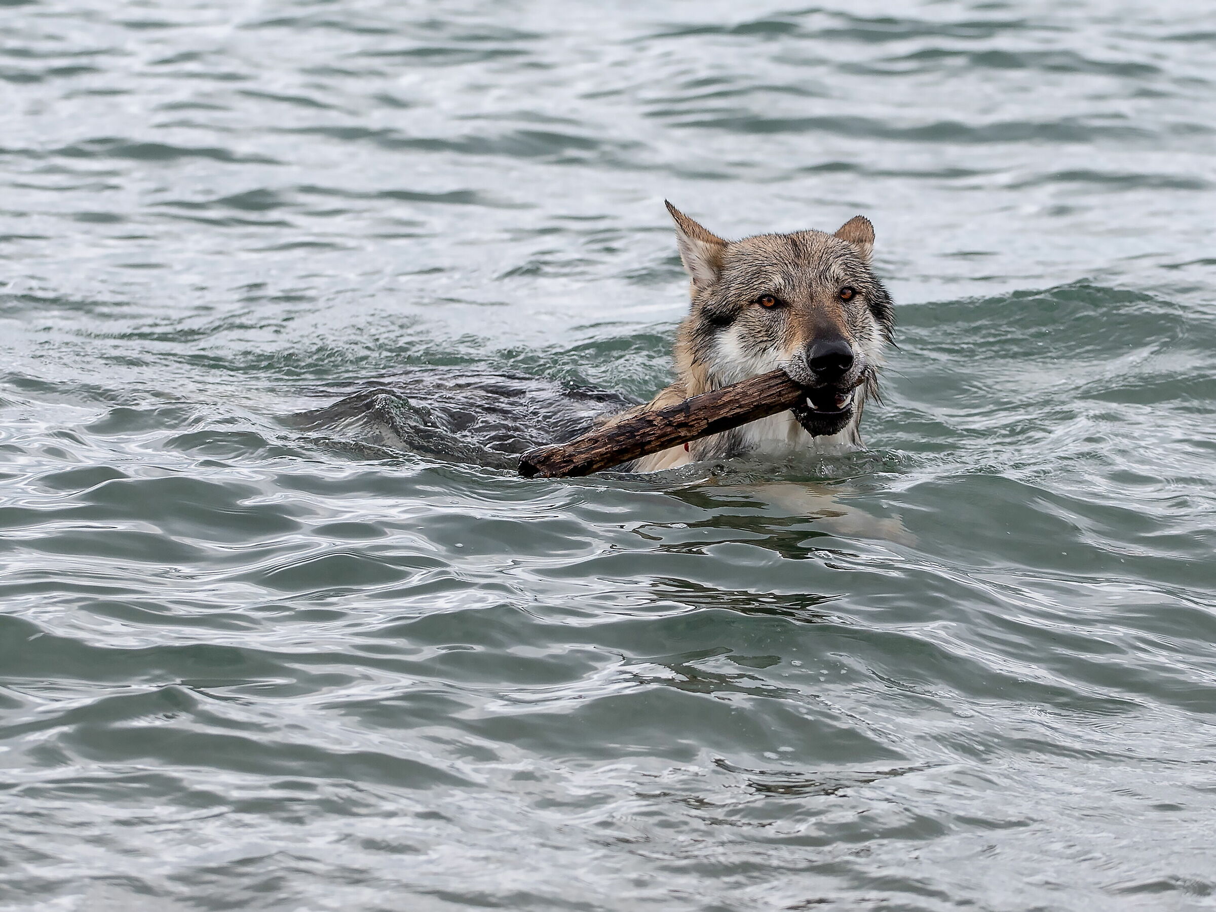 Jason Cane Lupo Cecoslovacco