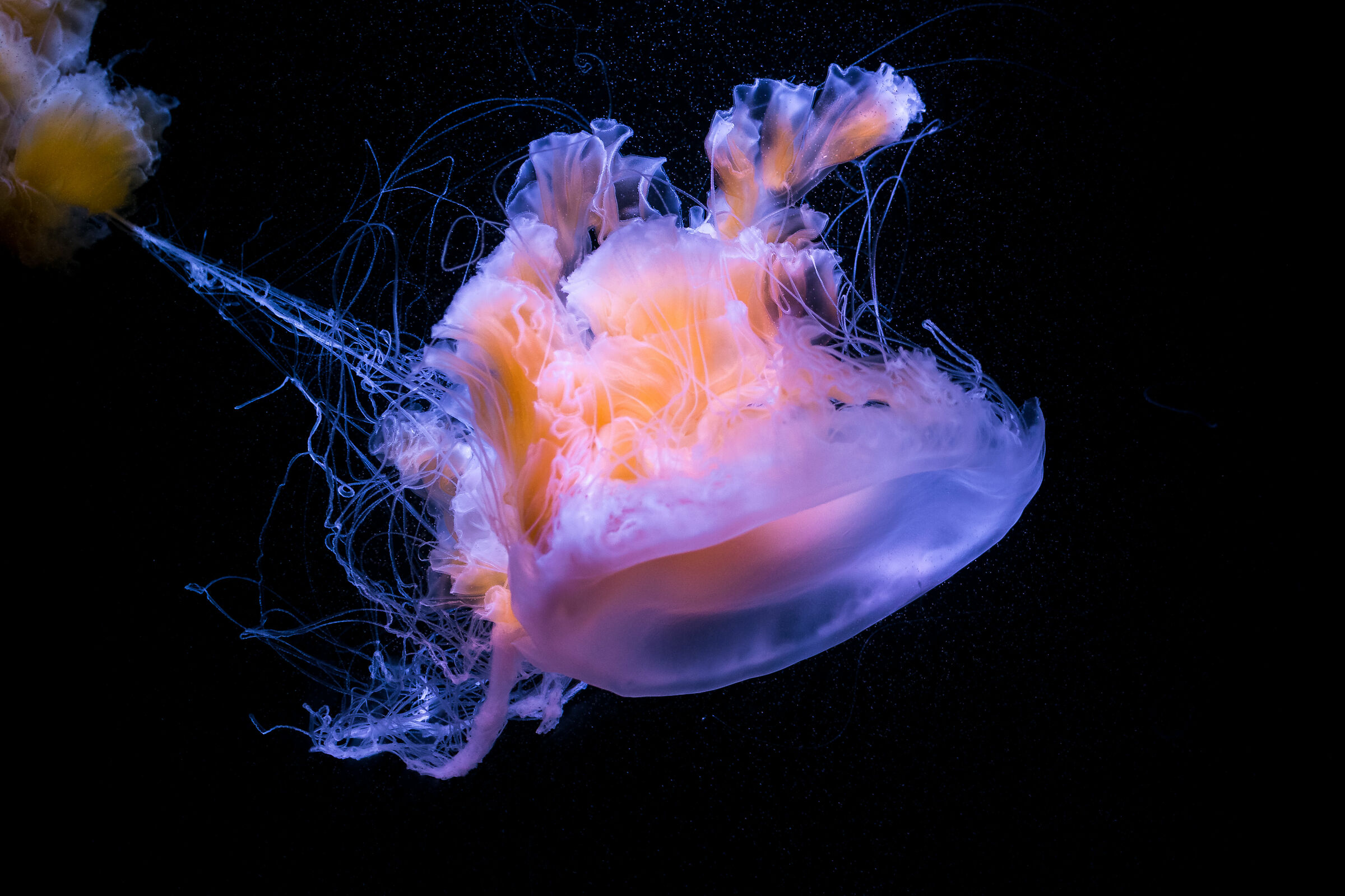 Jellyfish, In