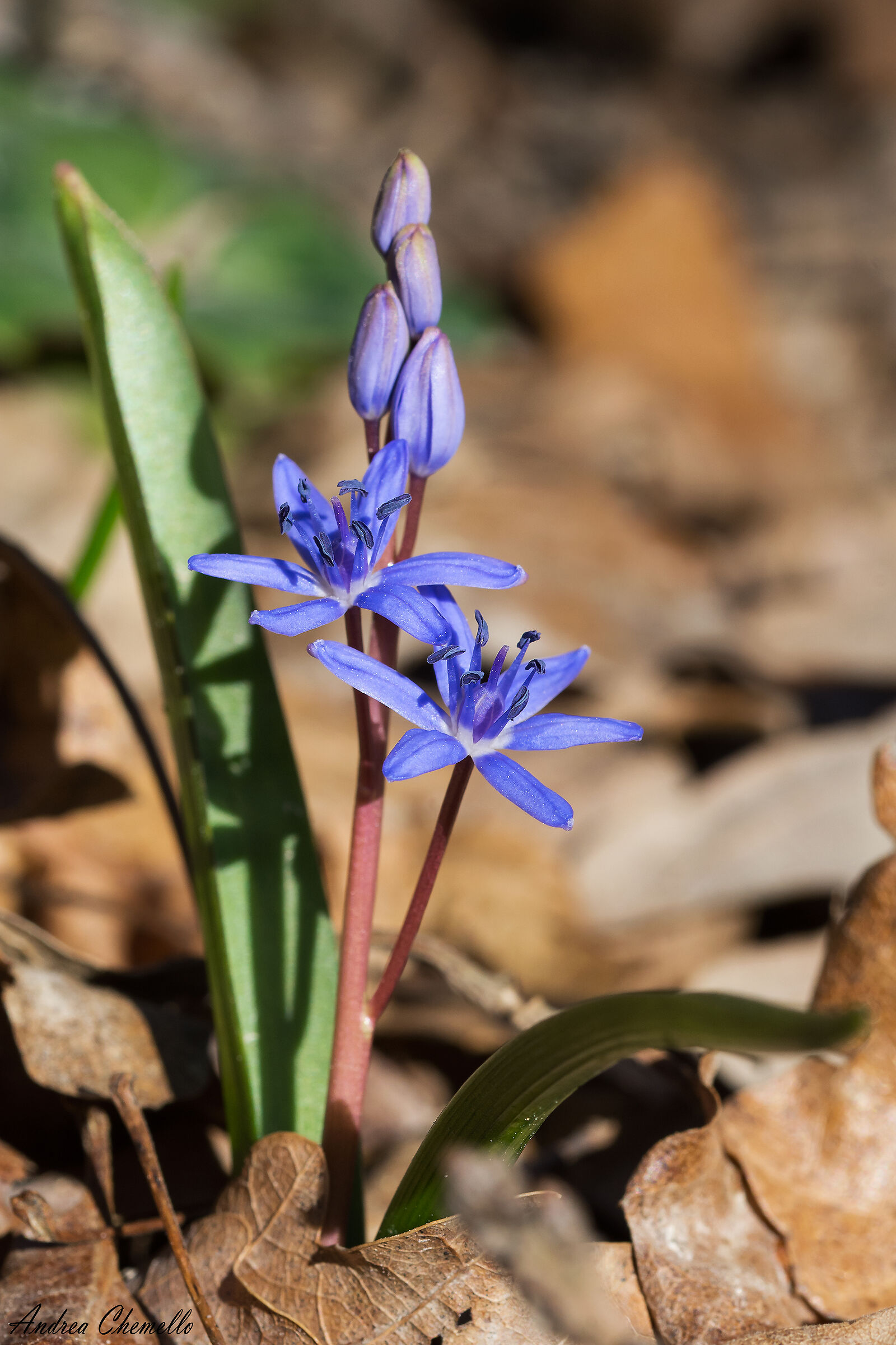 Sylvester Scylla (Scyilla Bifolia)