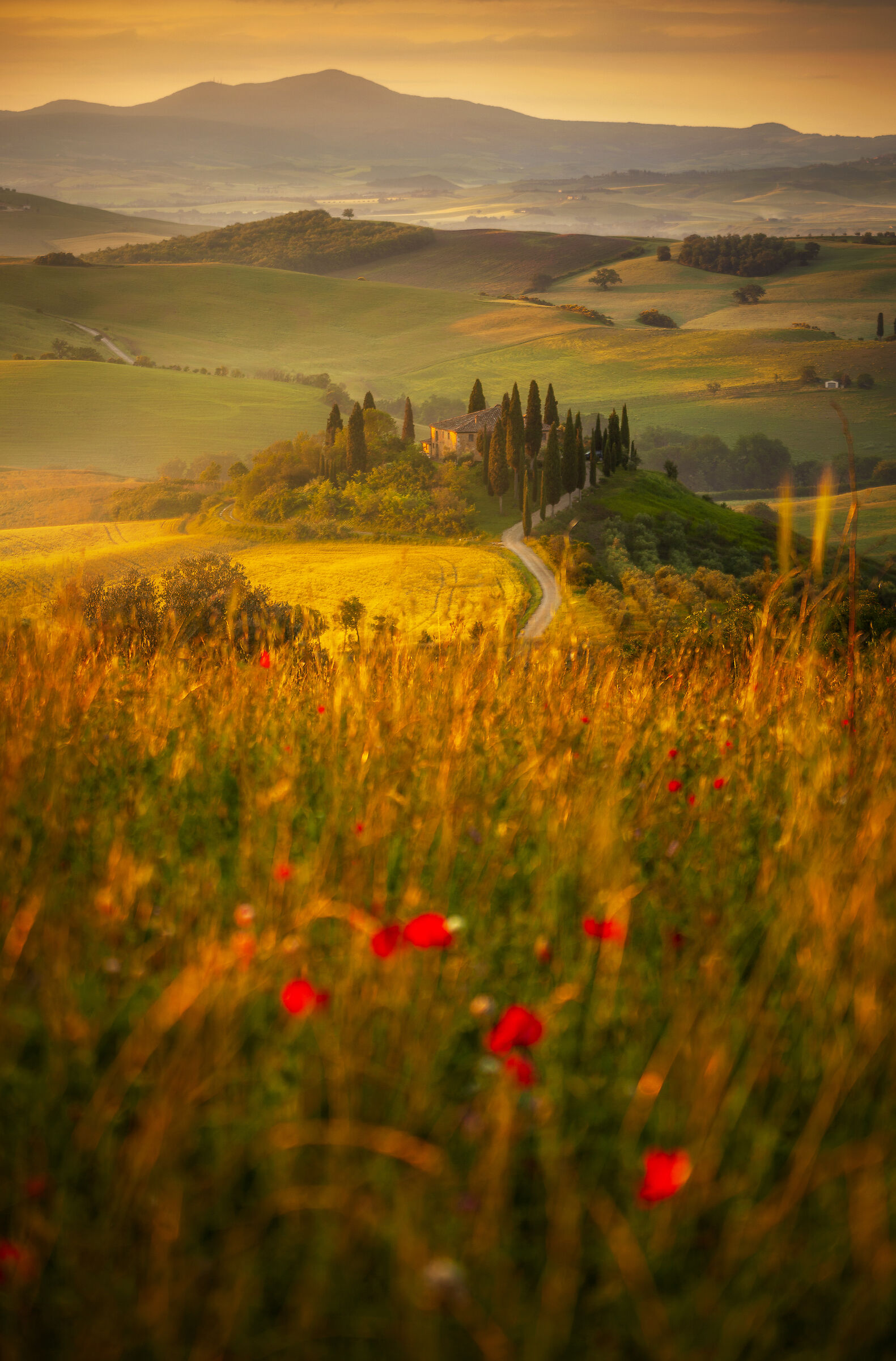Tuscan Glory