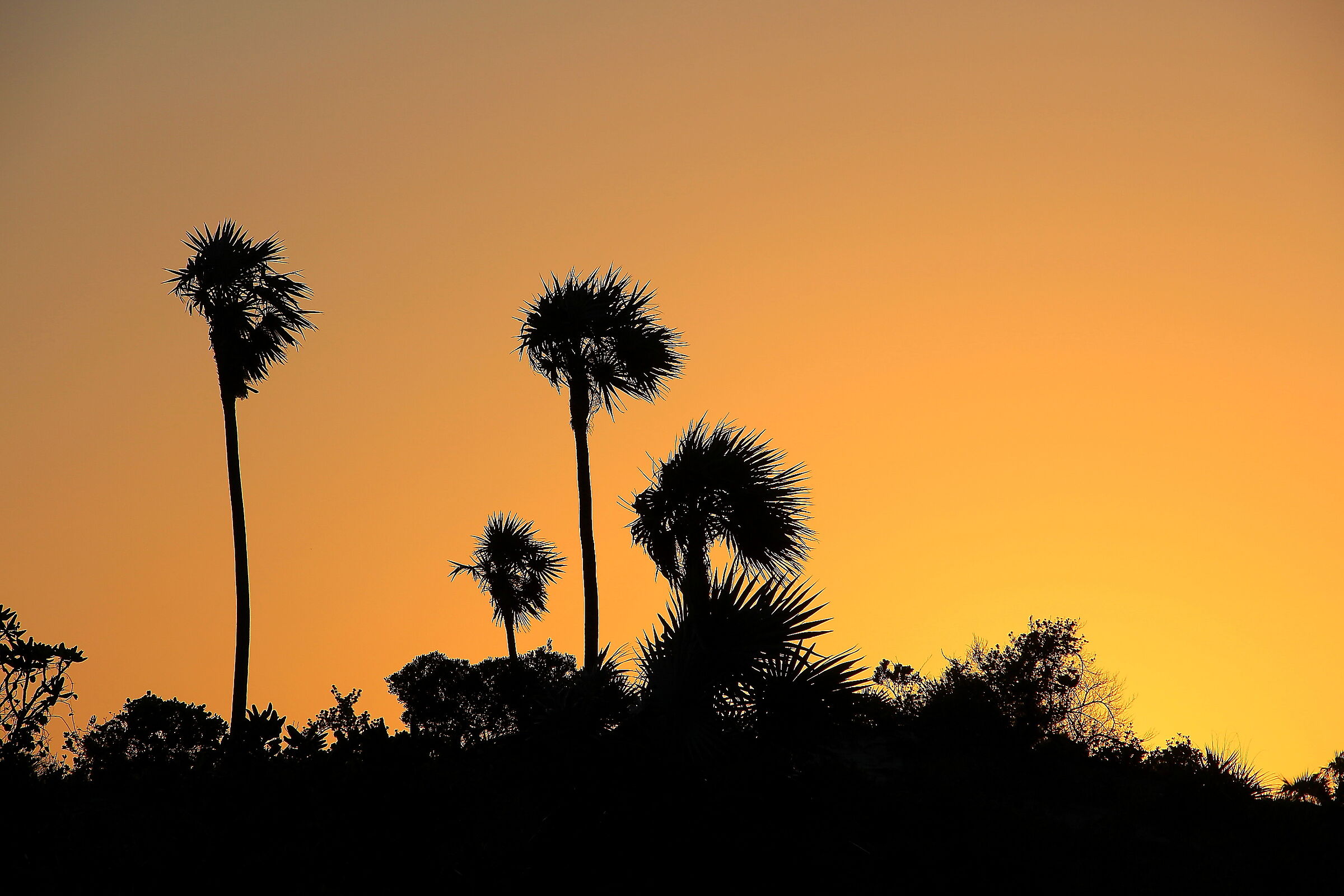 Tramonto con palme