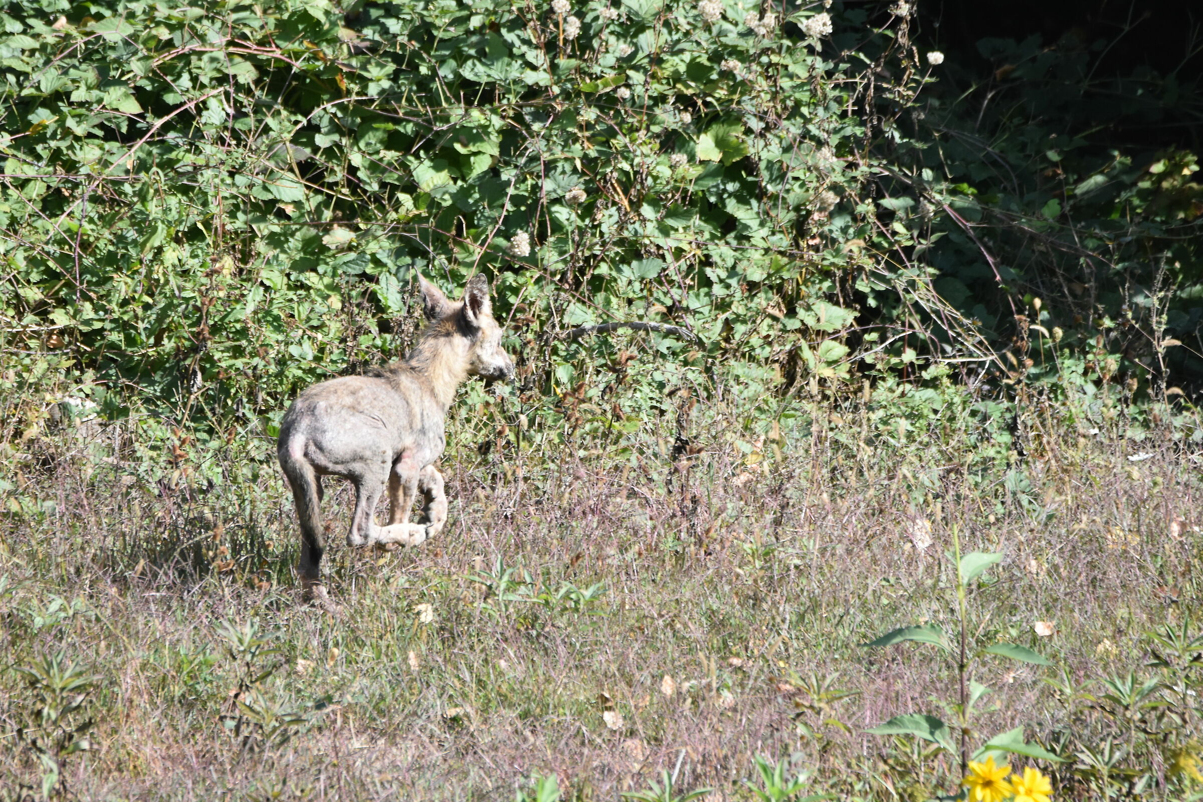 Cucciola lupo Valvobbia Ottobre 2019