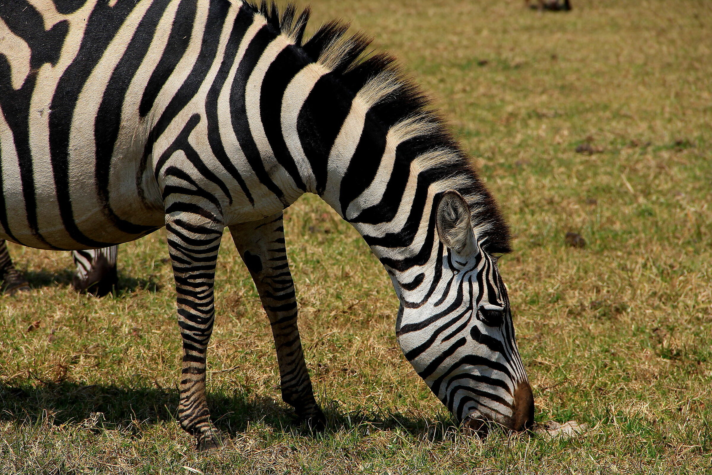 Zebra bruca