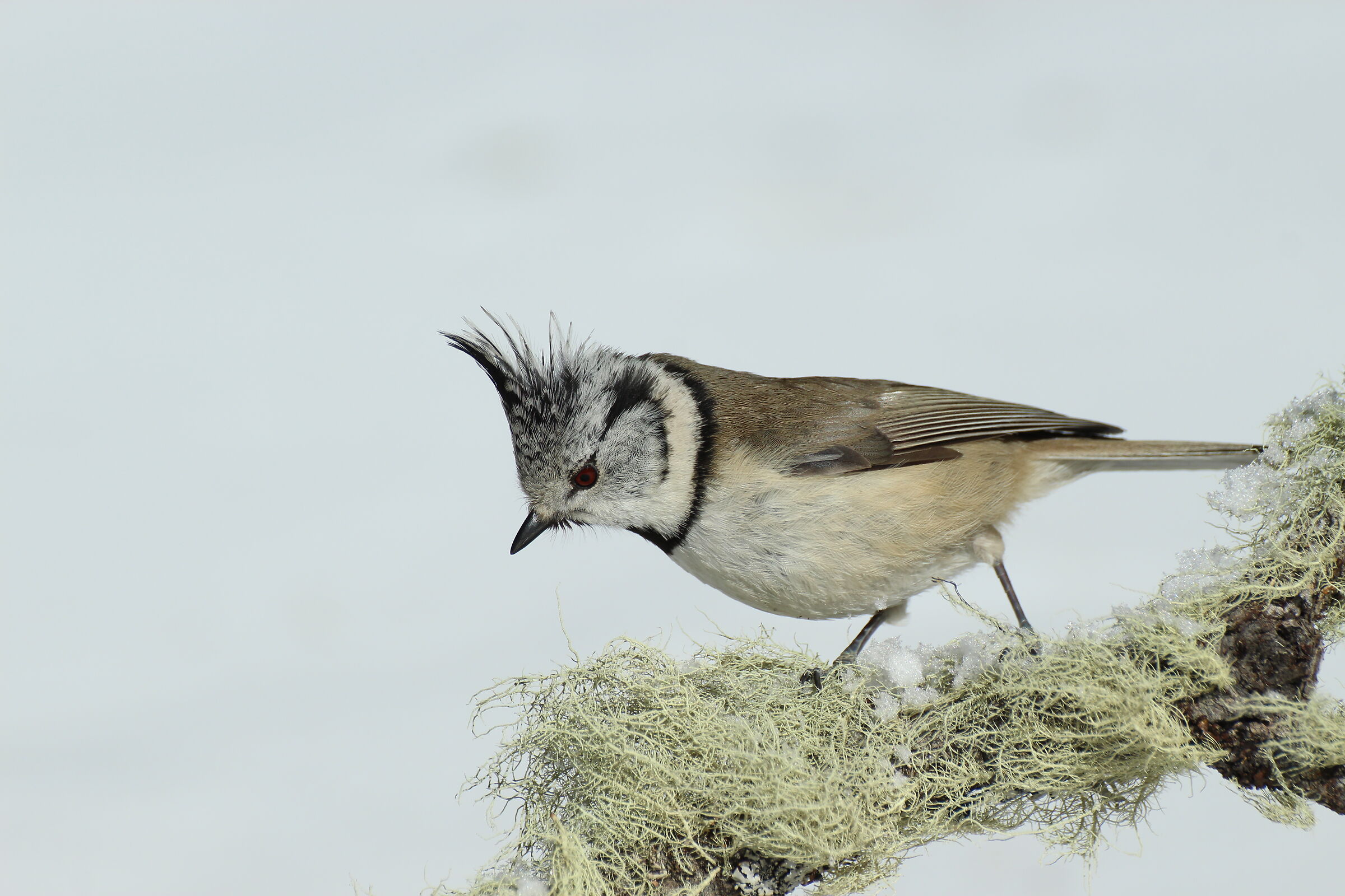 Cincia dal ciuffo perplessa