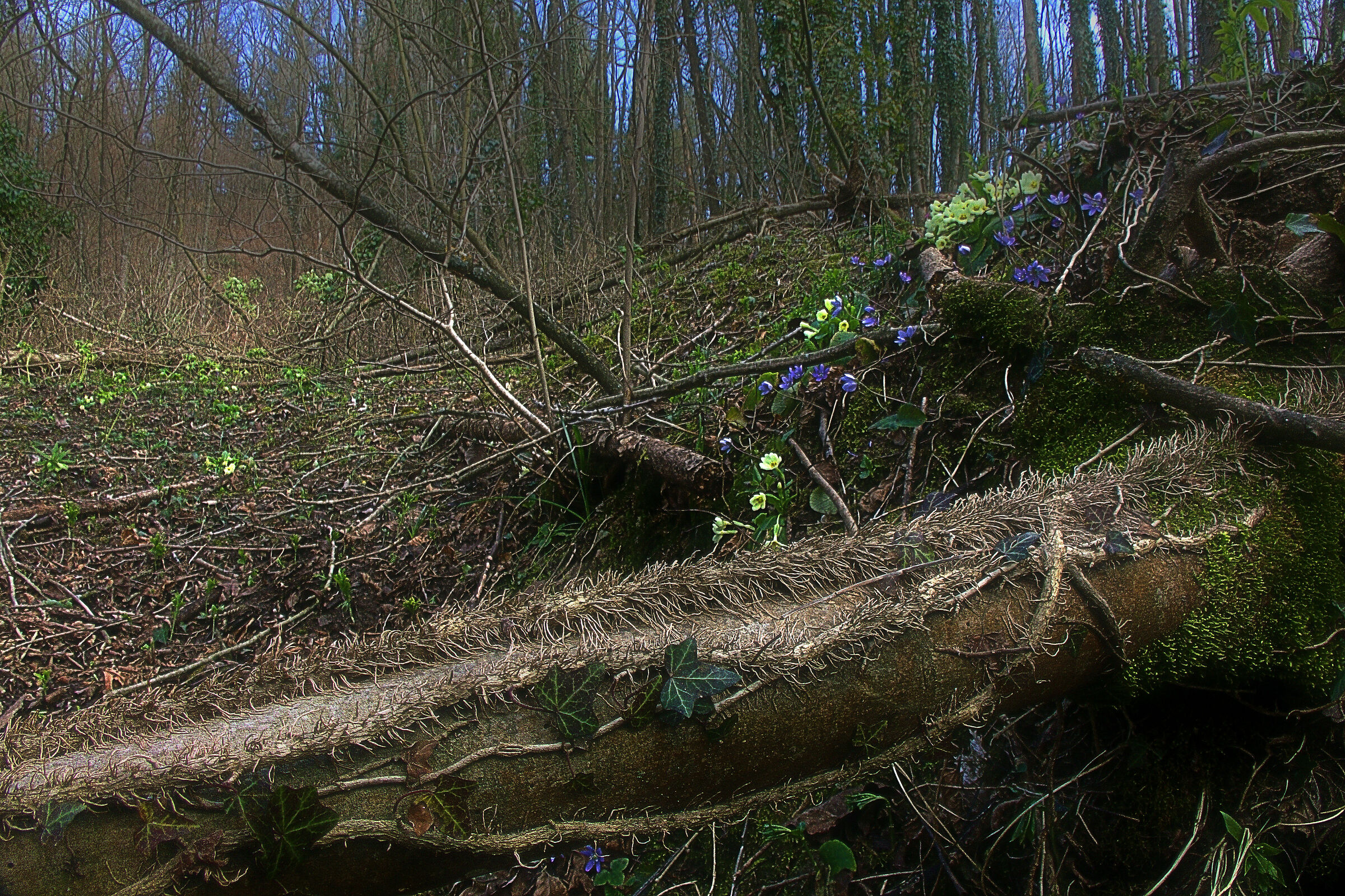 Bosco Selvaggio (migliorata)