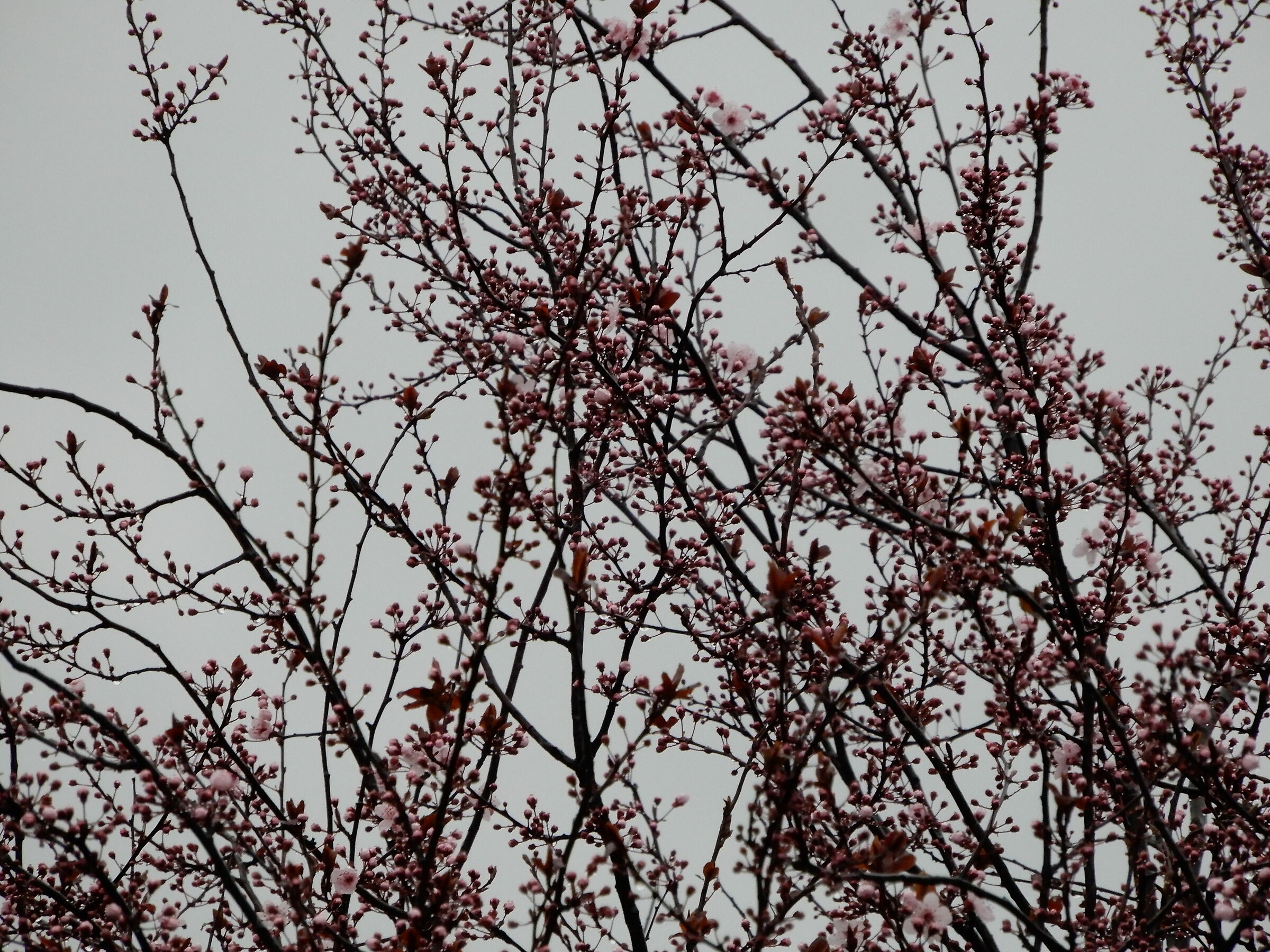 Spring will come