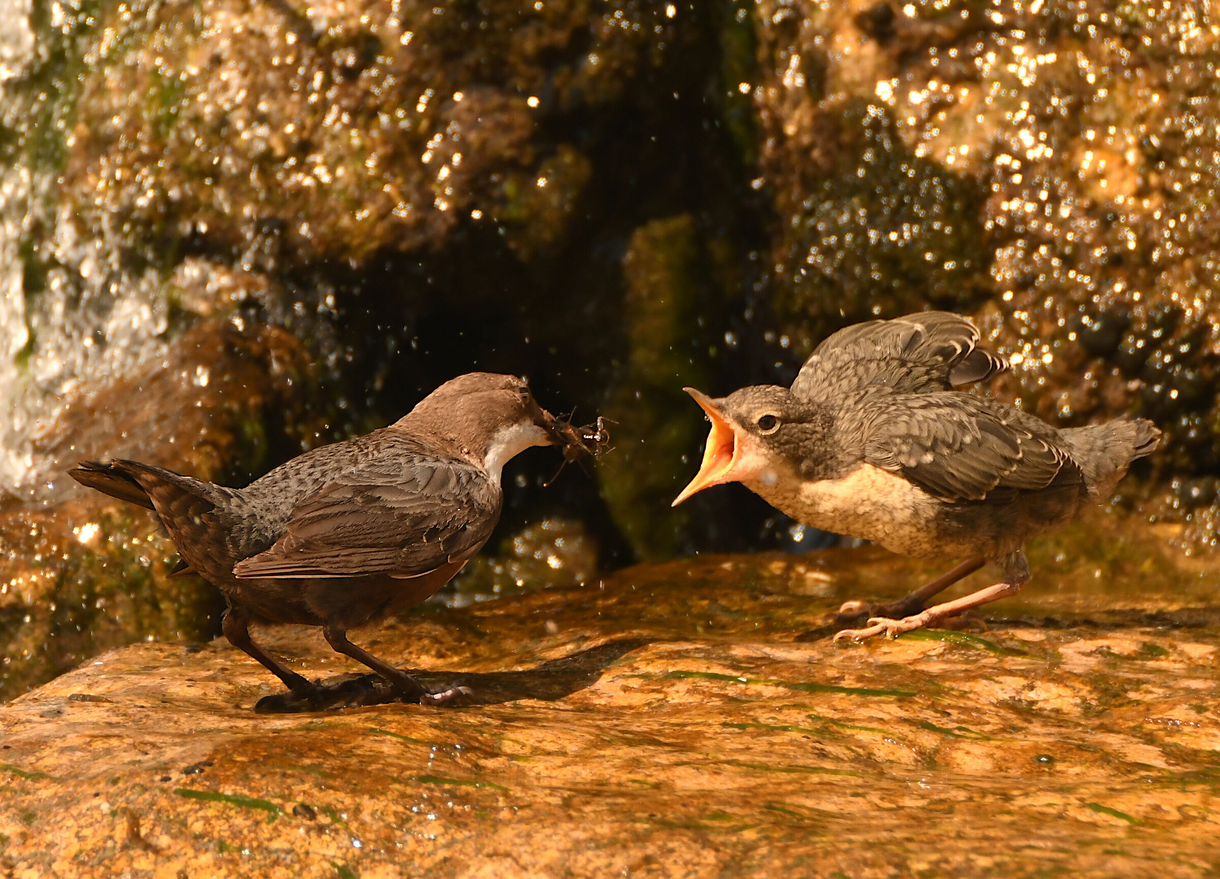The soaking of the waterblack