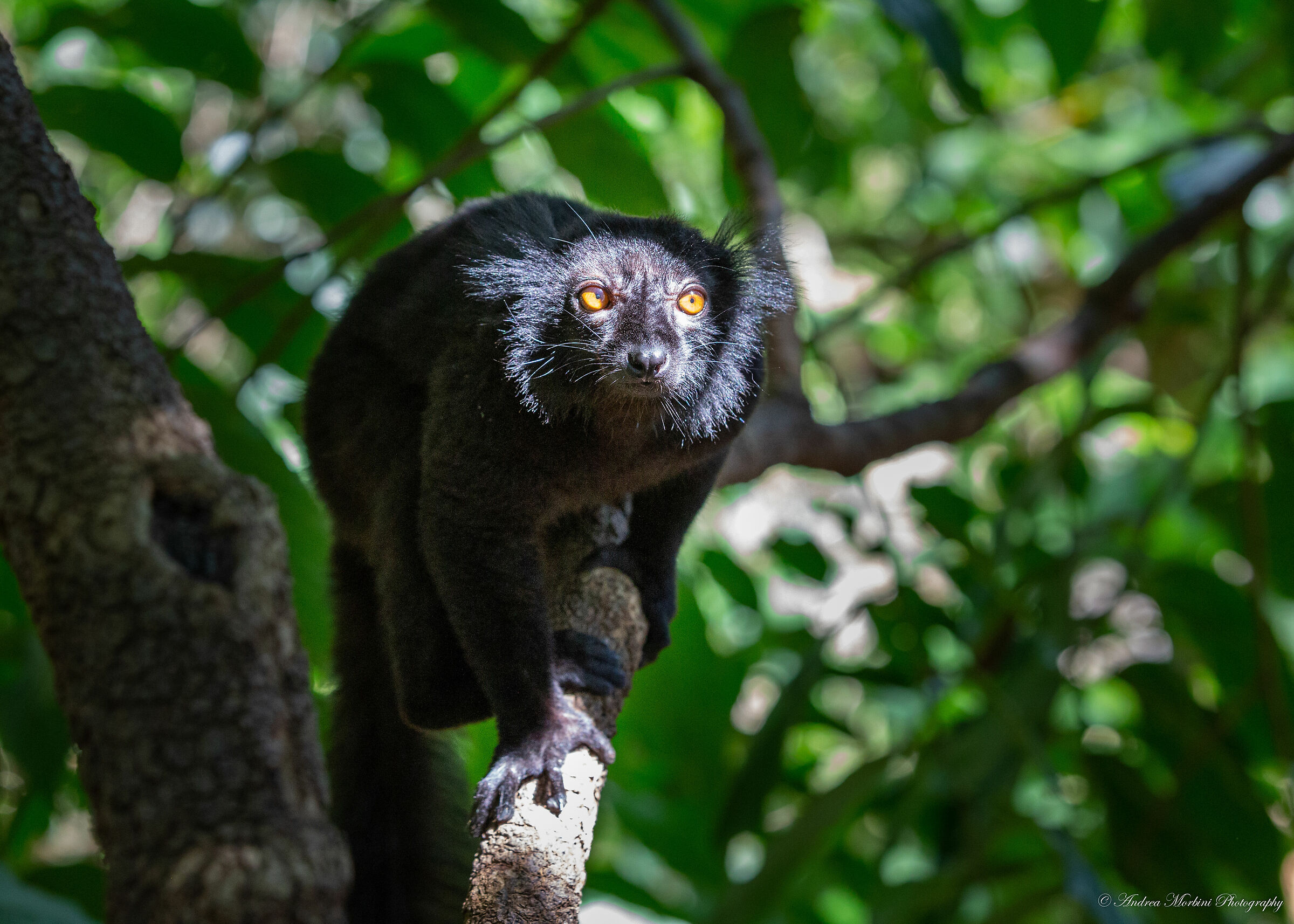 Lemure nella penombra