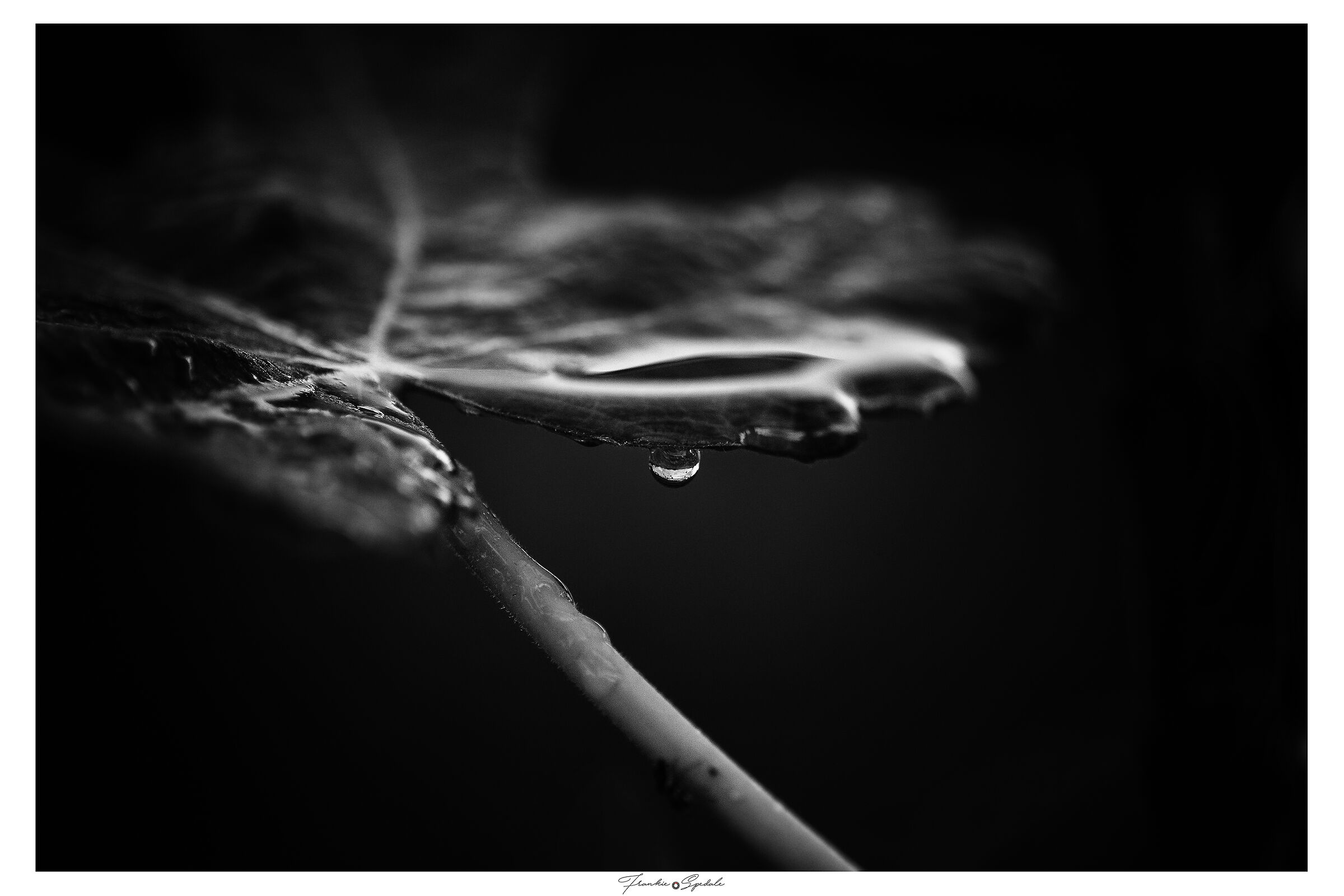Leaf and drop