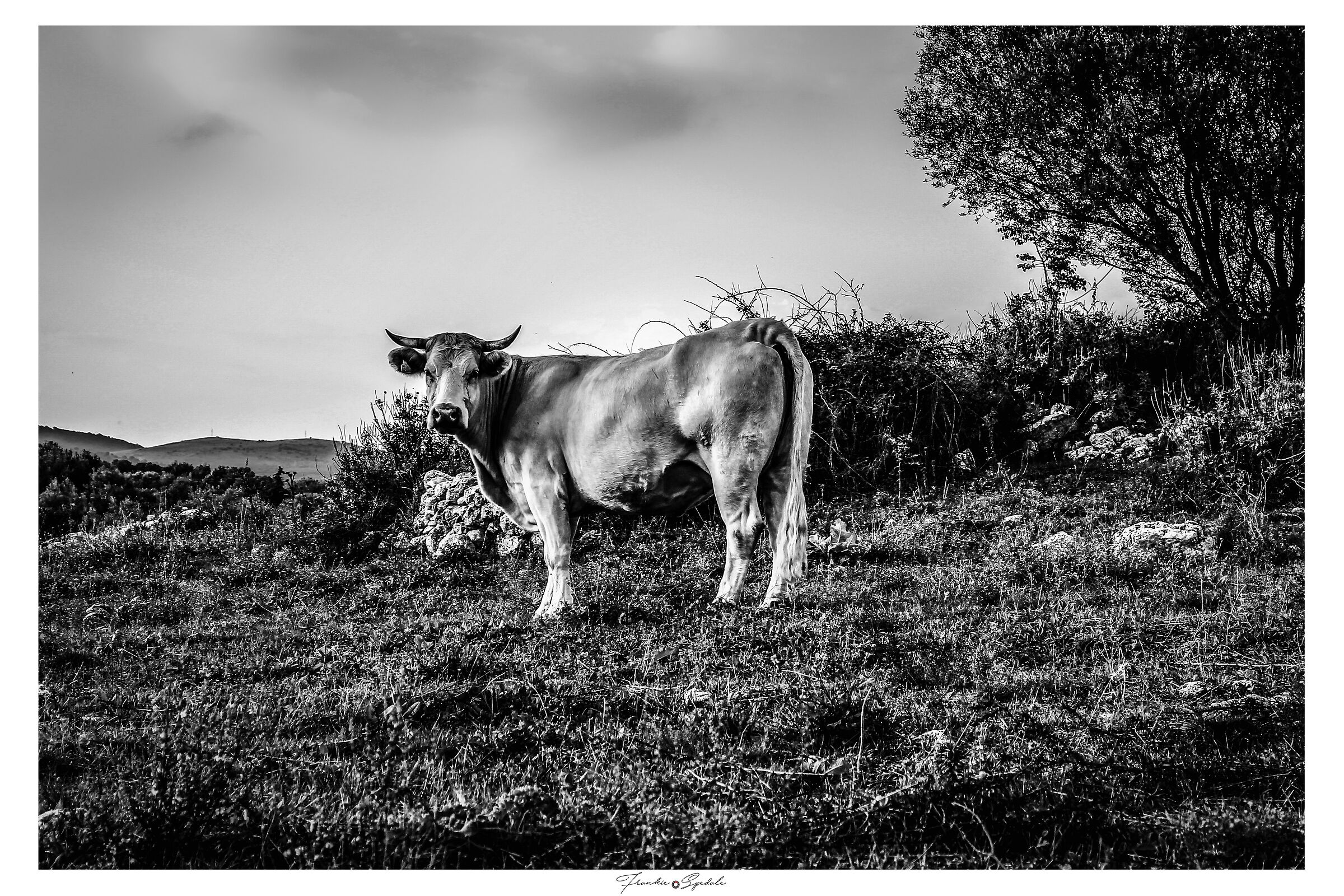 Black & white cow