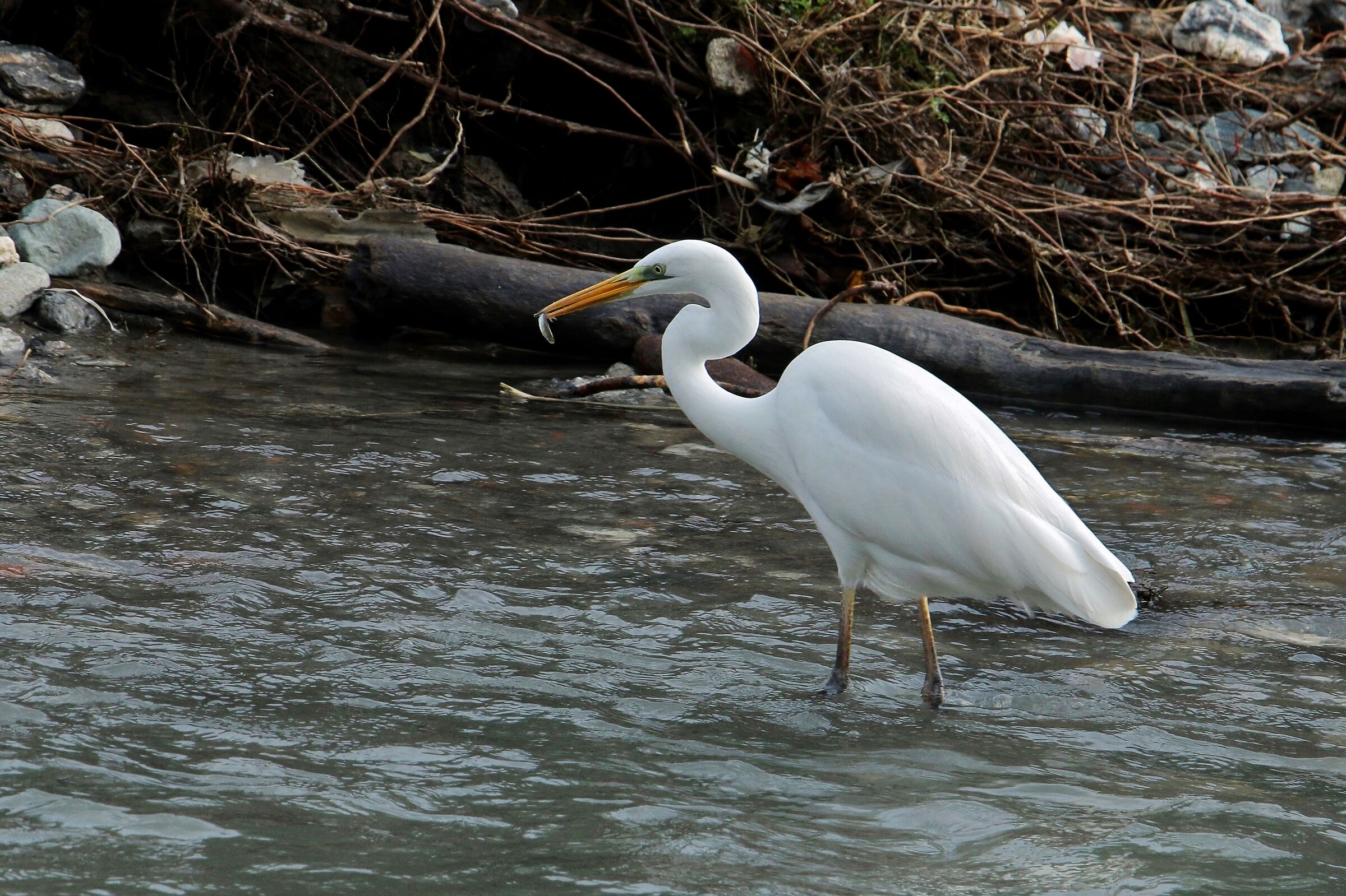 Lo spuntino del bianco