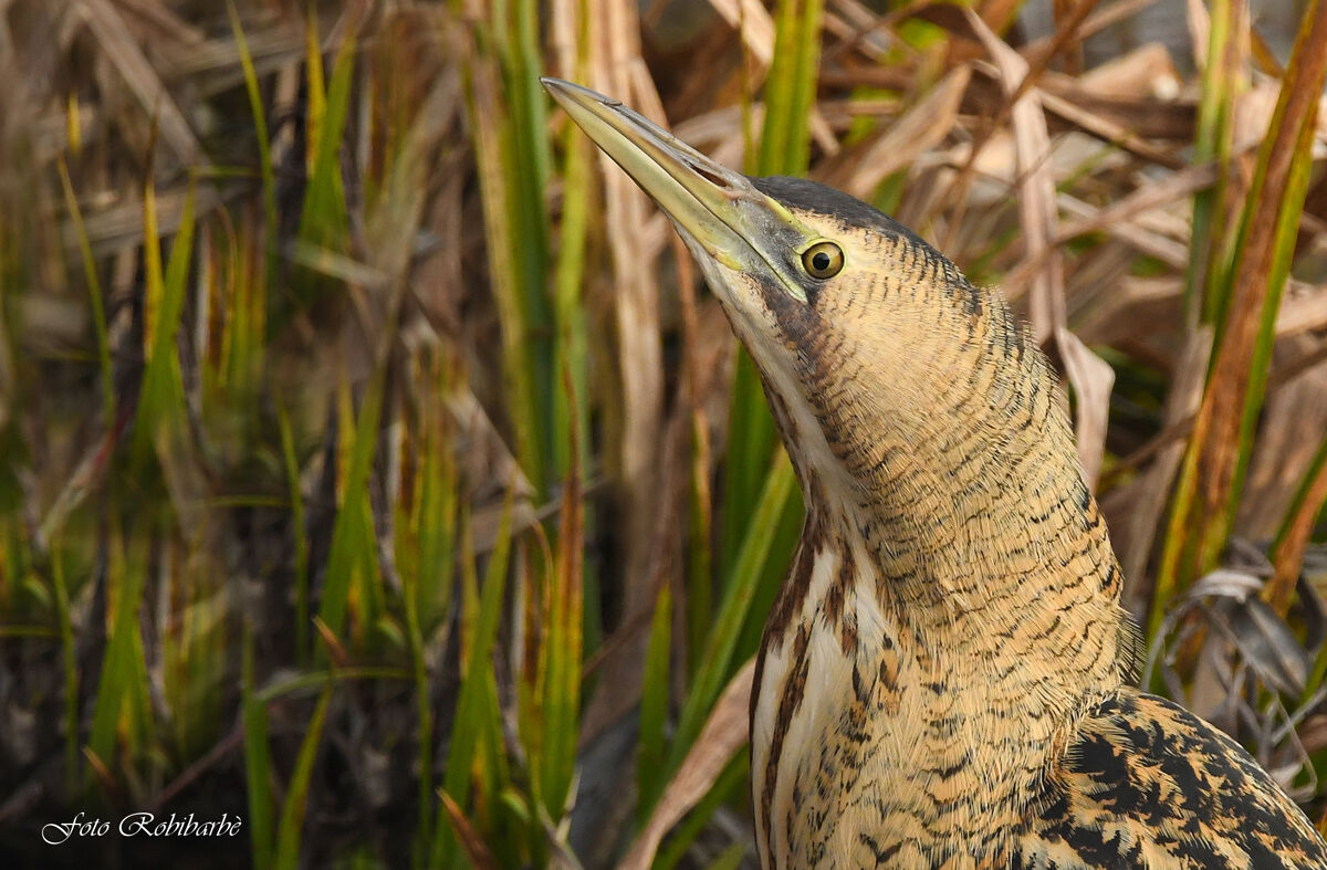 Tarabuso in the foreground...