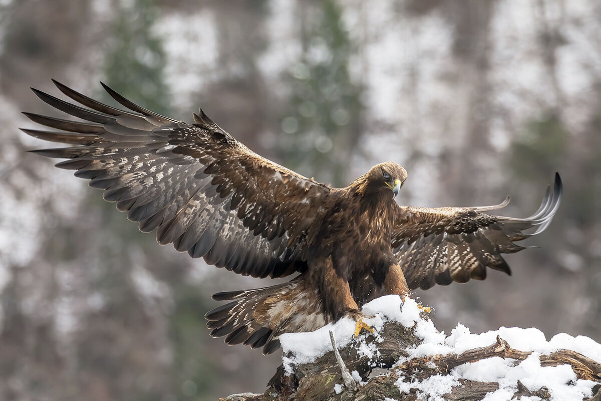 golden eagle -Italian Alps-