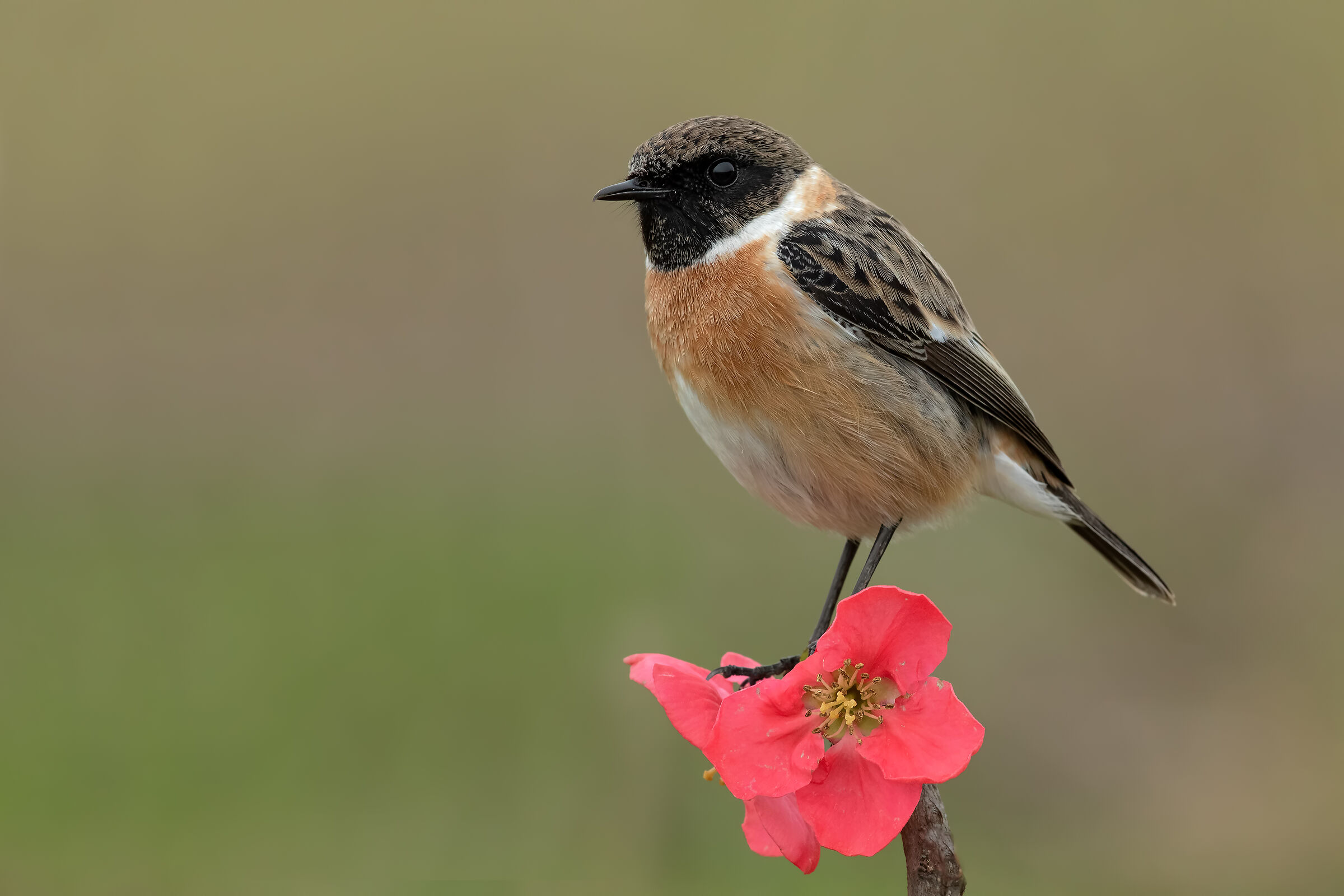 Saltimpalo - European Stonechat