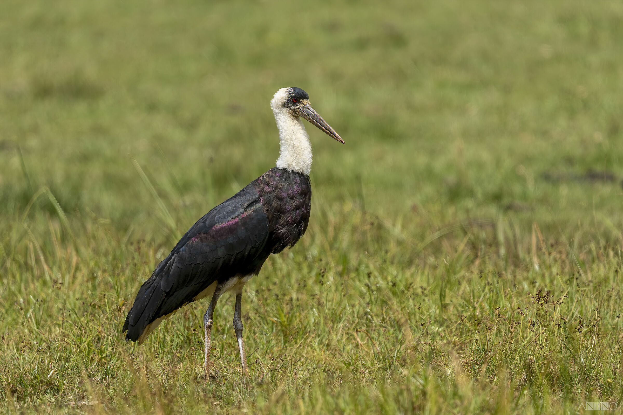 Cicogna collolanoso (Ciconia episcopus)