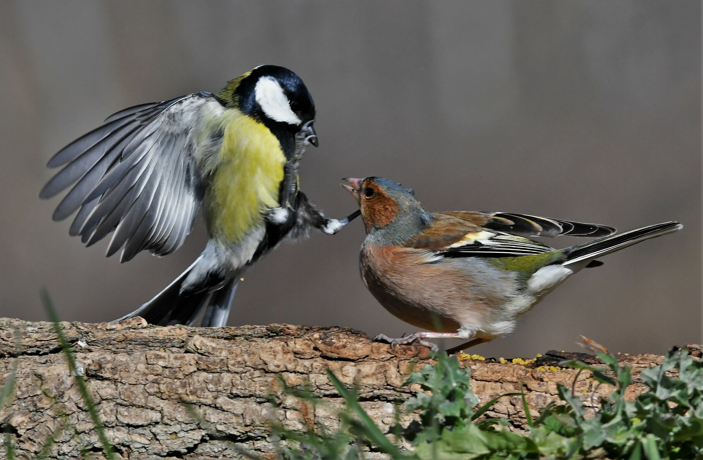 Cheerful Cinic Attack
