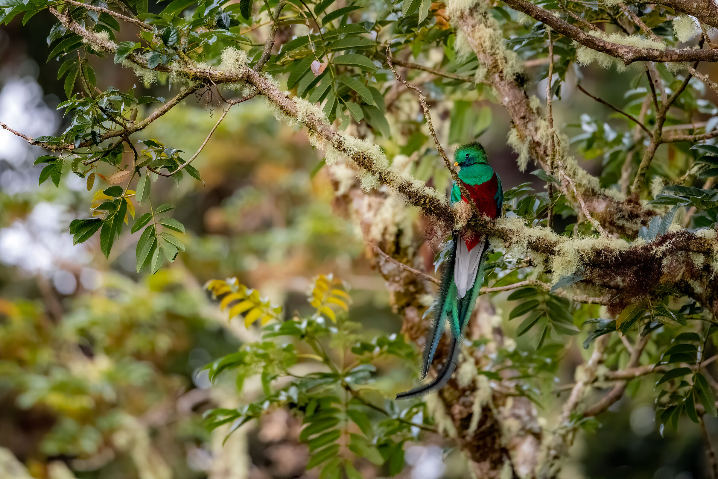 Resplendent Quetzal