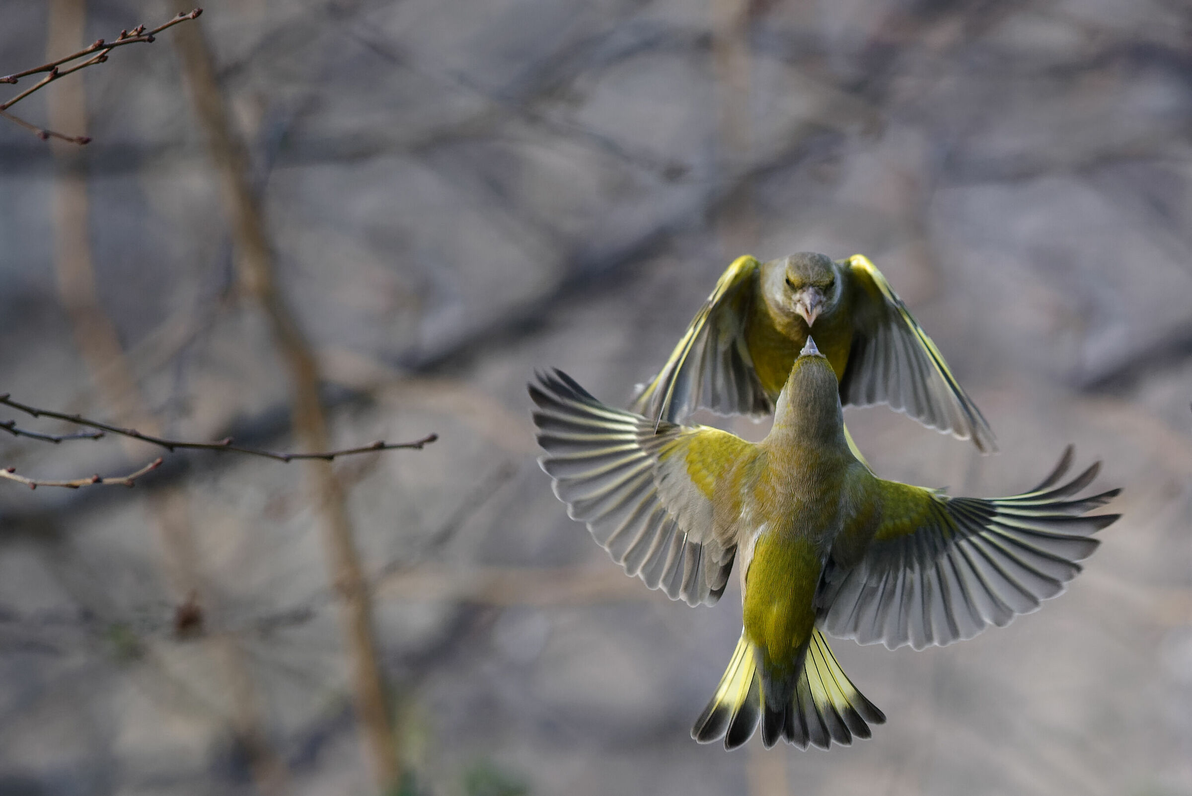 Battibecchi quotidiani dei Verdoni