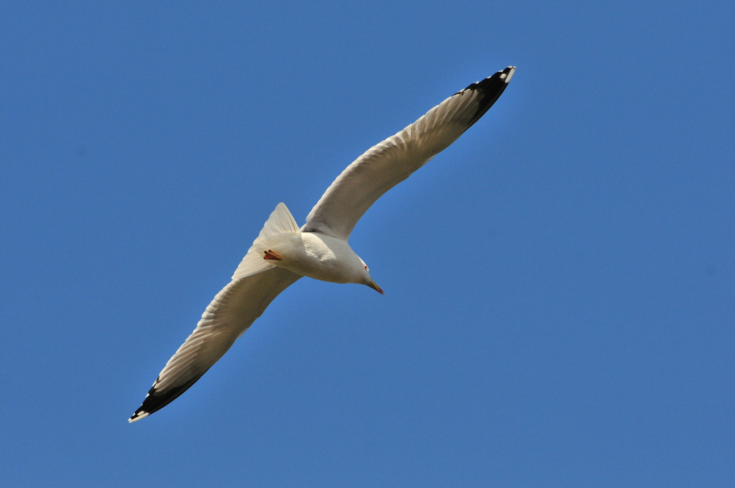 seagulls in flight