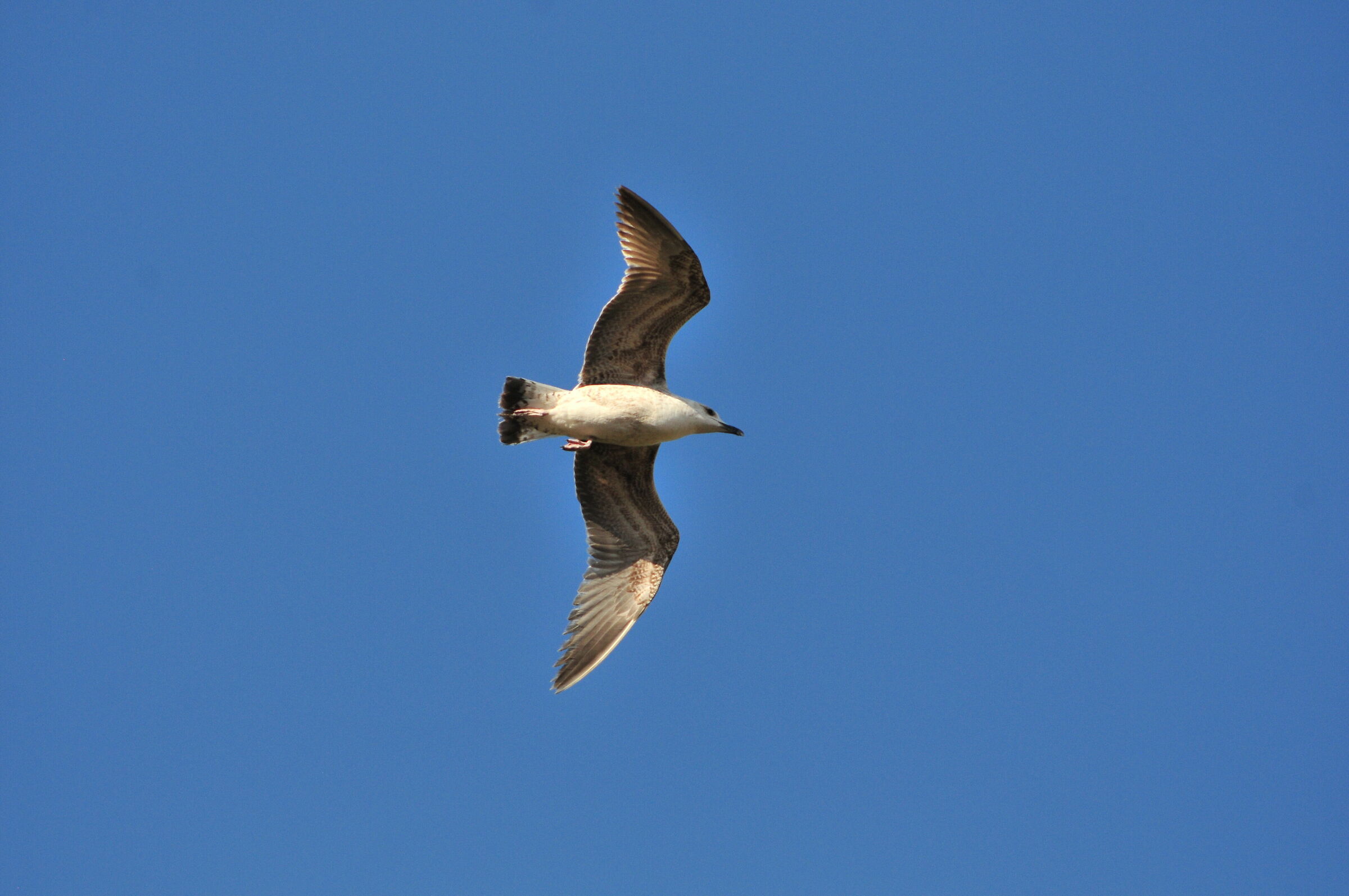seagulls in flight