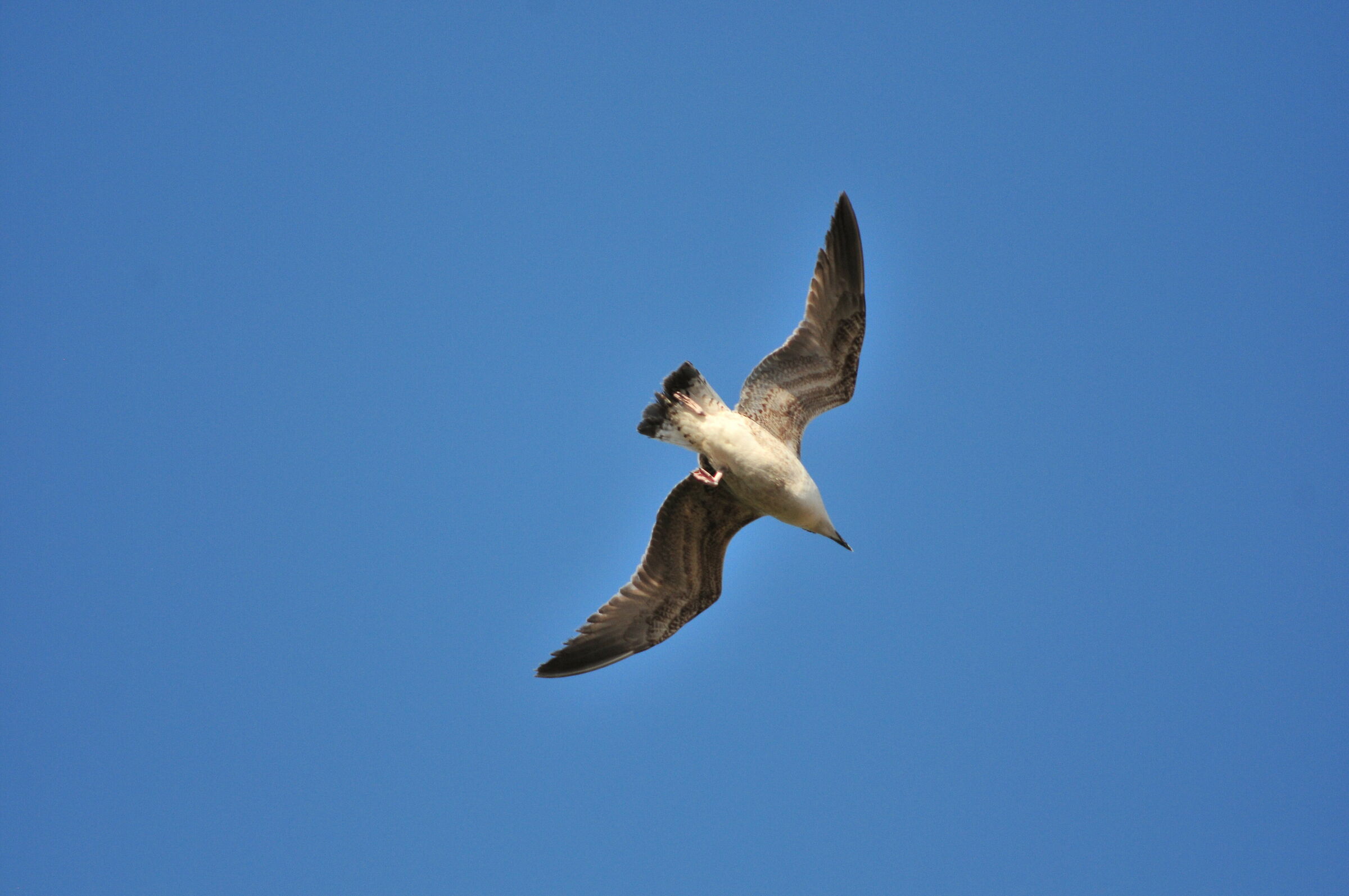 seagulls in flight