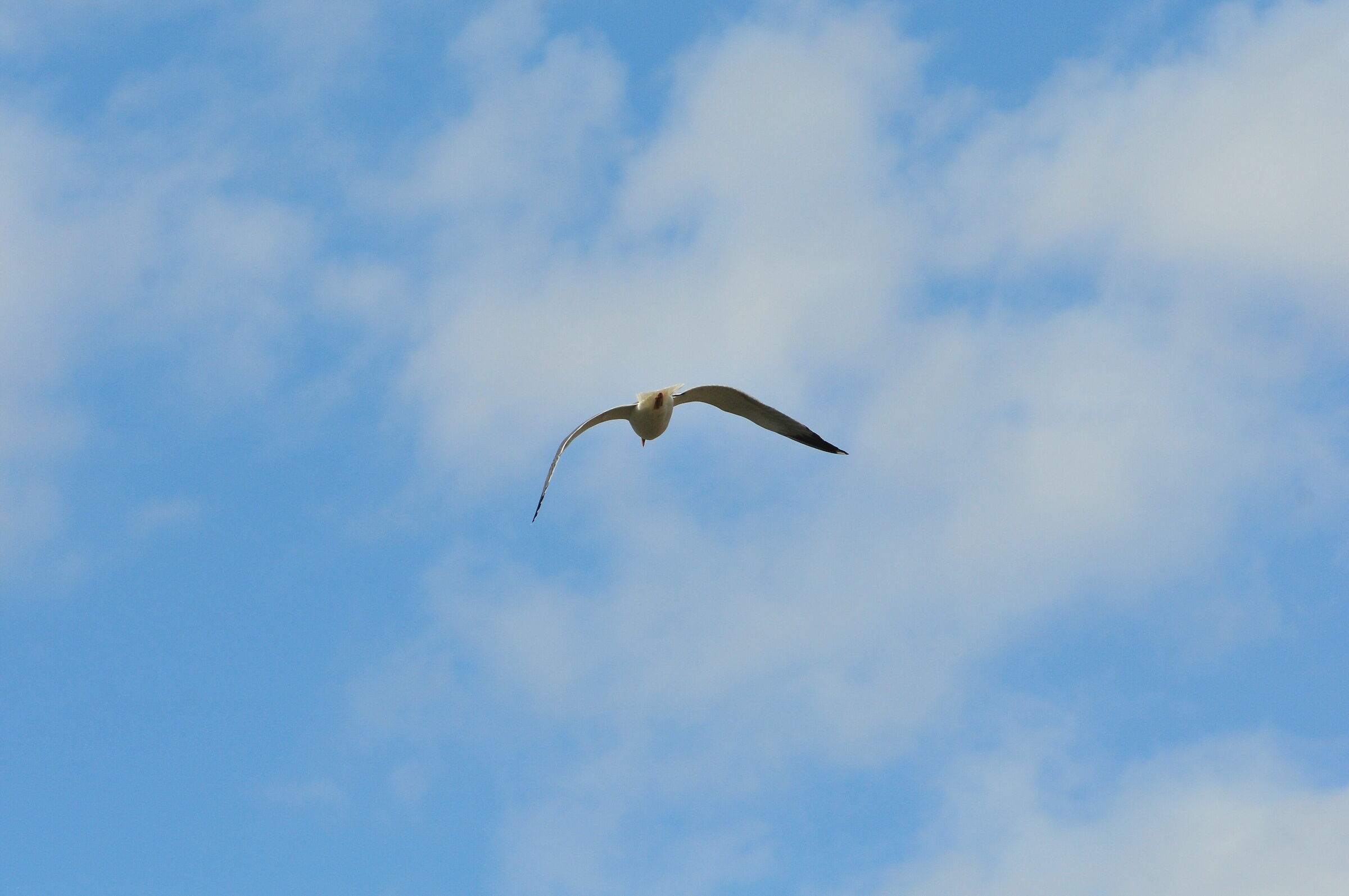 seagulls in flight