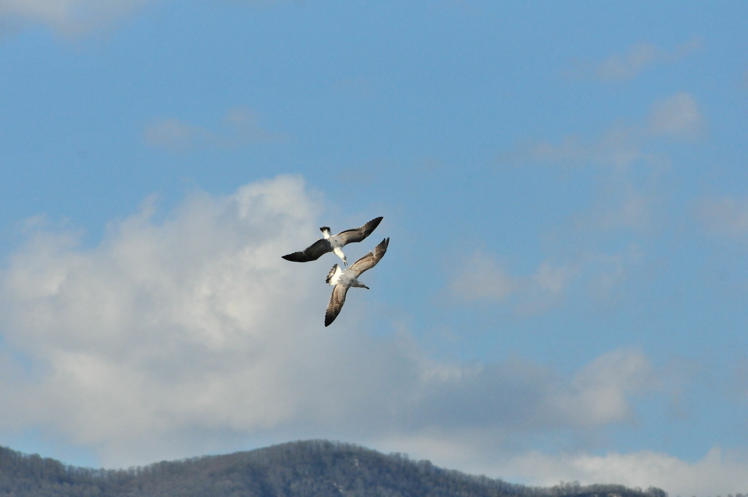 seagulls in flight