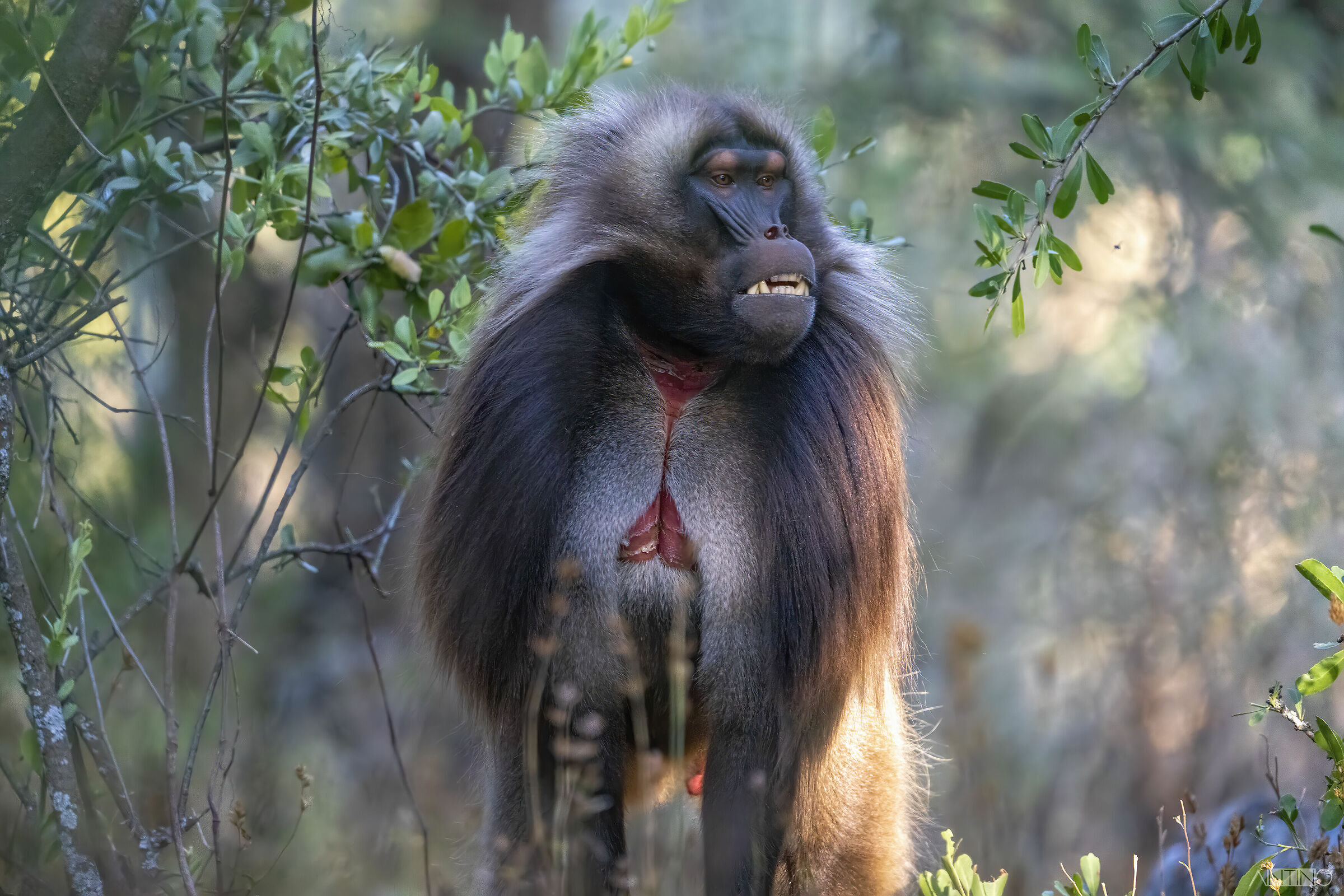 Gelada maschio