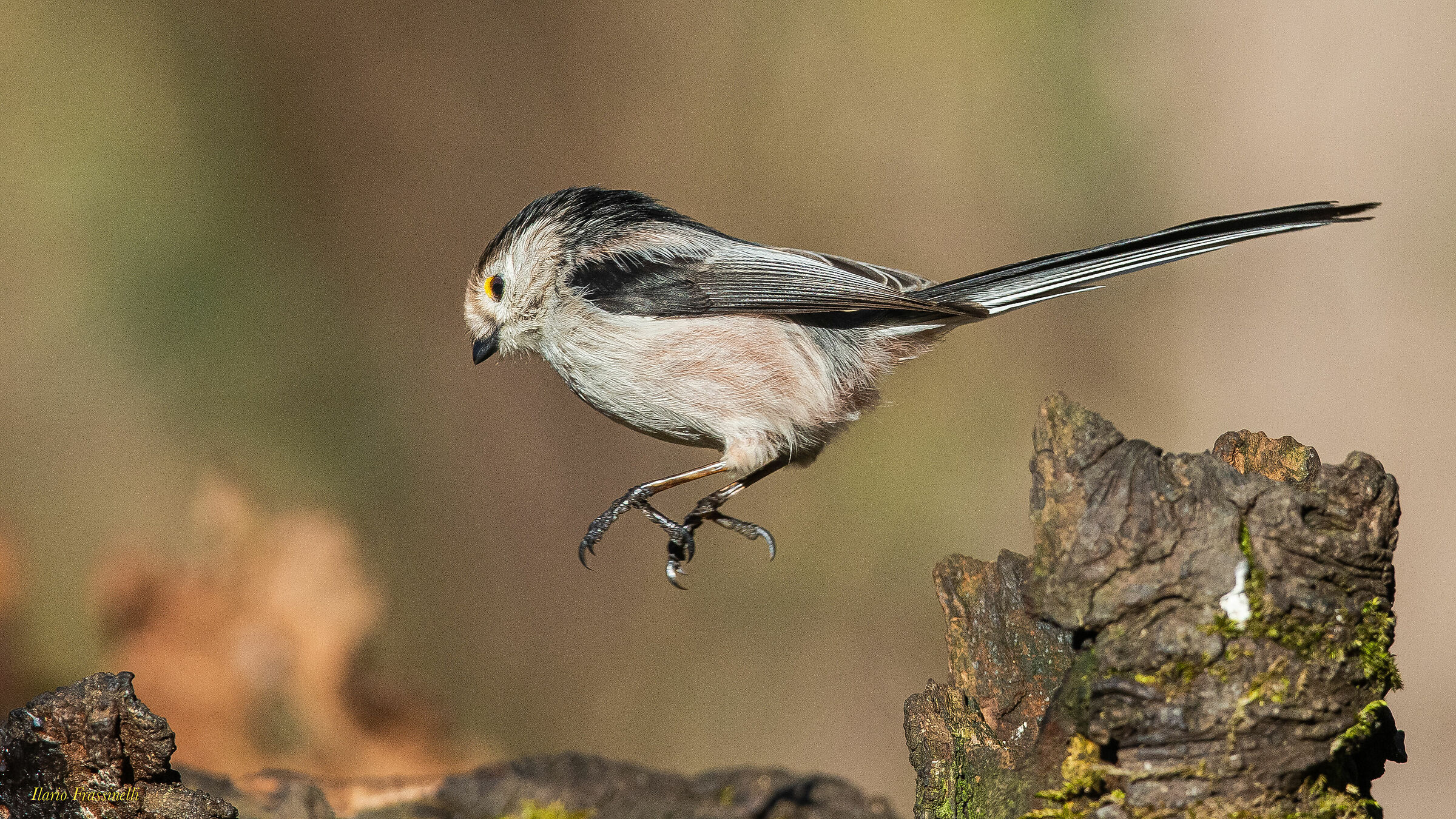 The leap of the codibugnolo