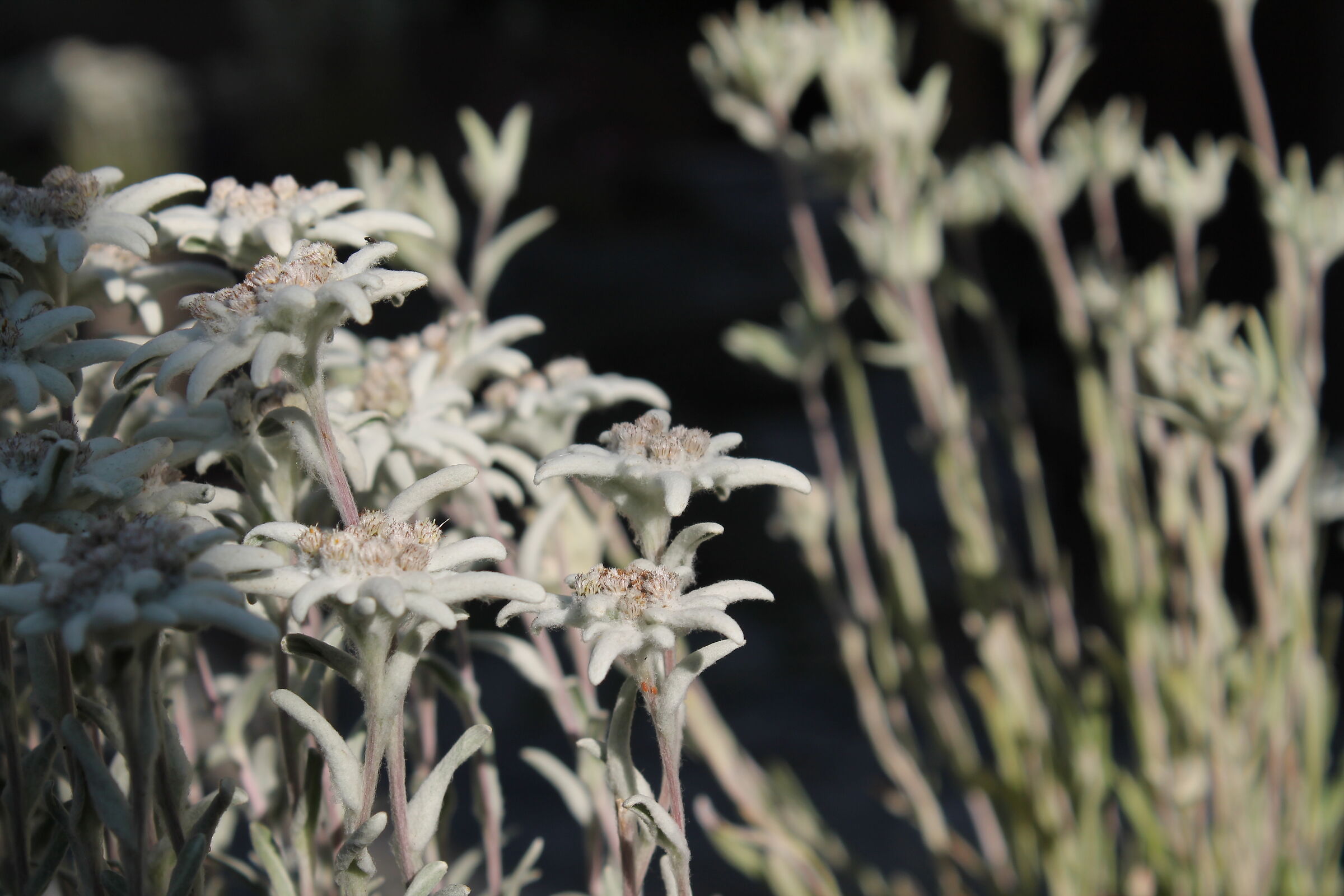 You see the mosquito