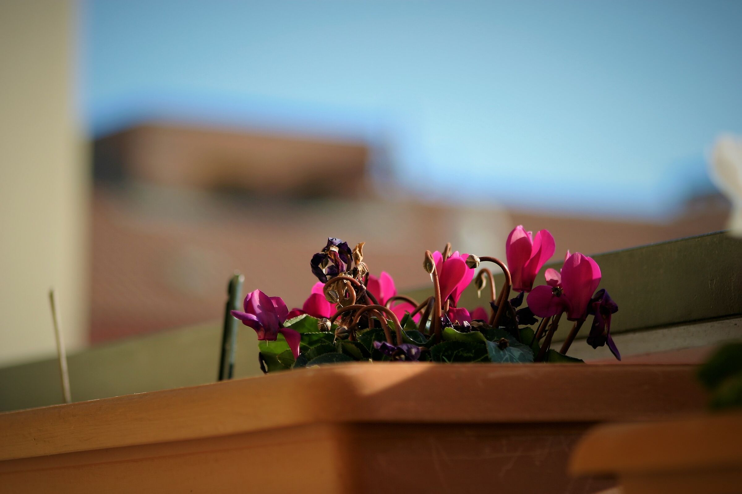 Boquet, New1001