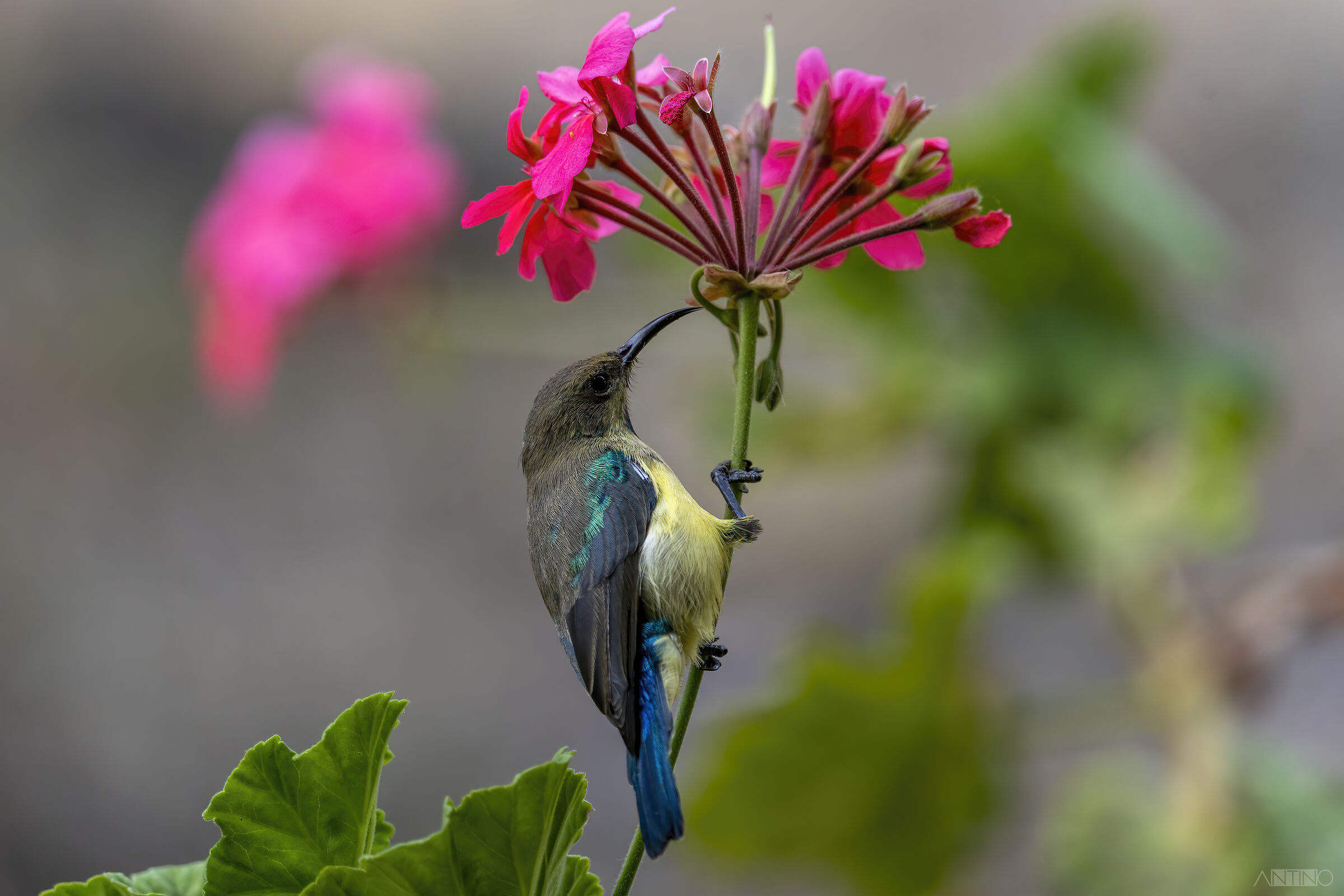Nettarina, collared sunbird