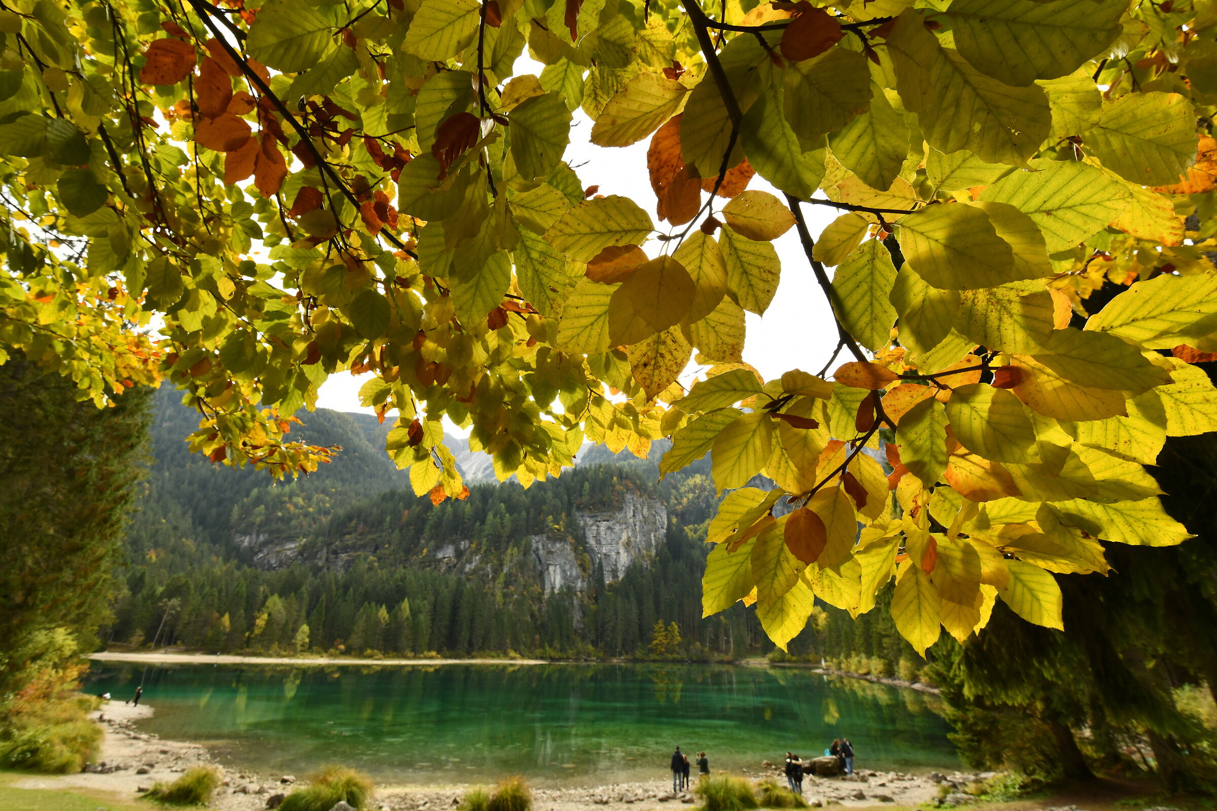 Alle fronde del faggio, Tovel