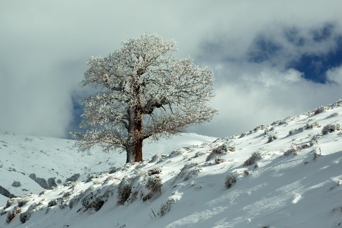 Snow flowers