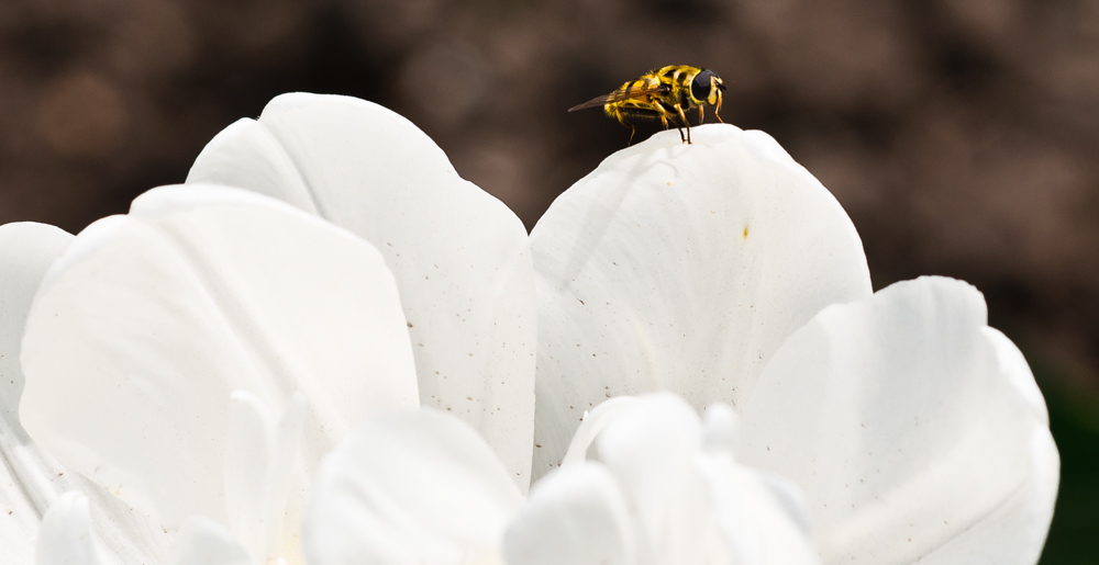 Pronta al decollo...